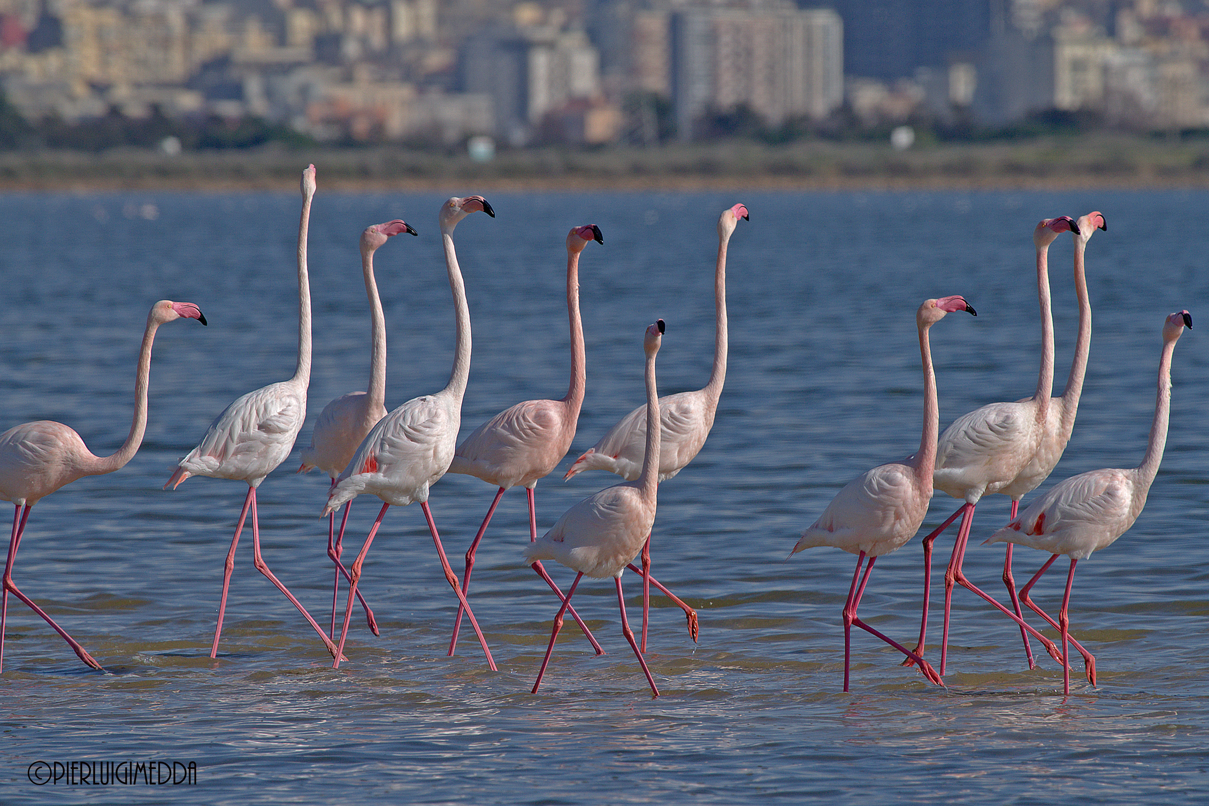 Parata Nuziale dei Fenicotteri rosa