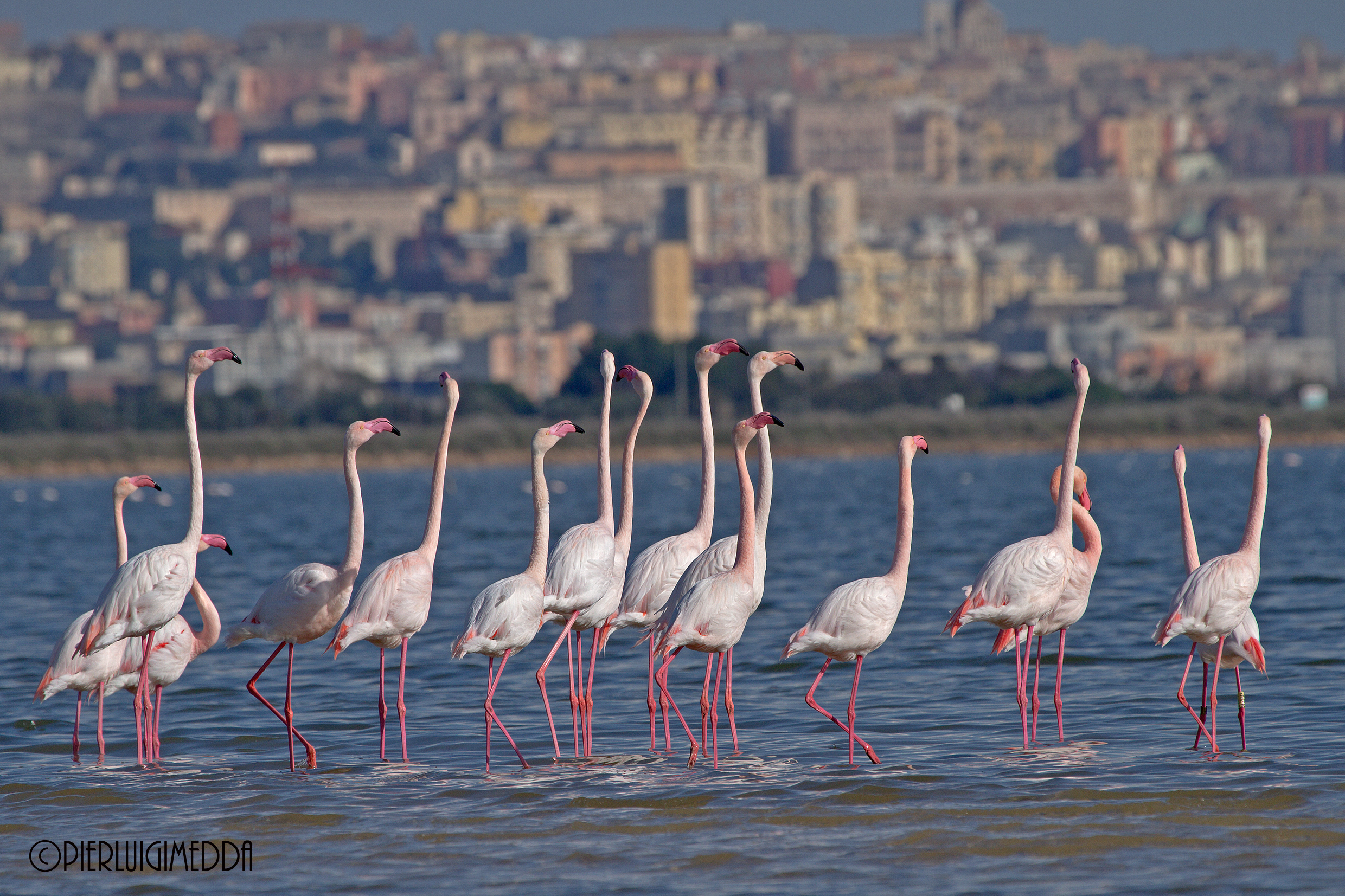 Parata Nuziale dei Fenicotteri rosa