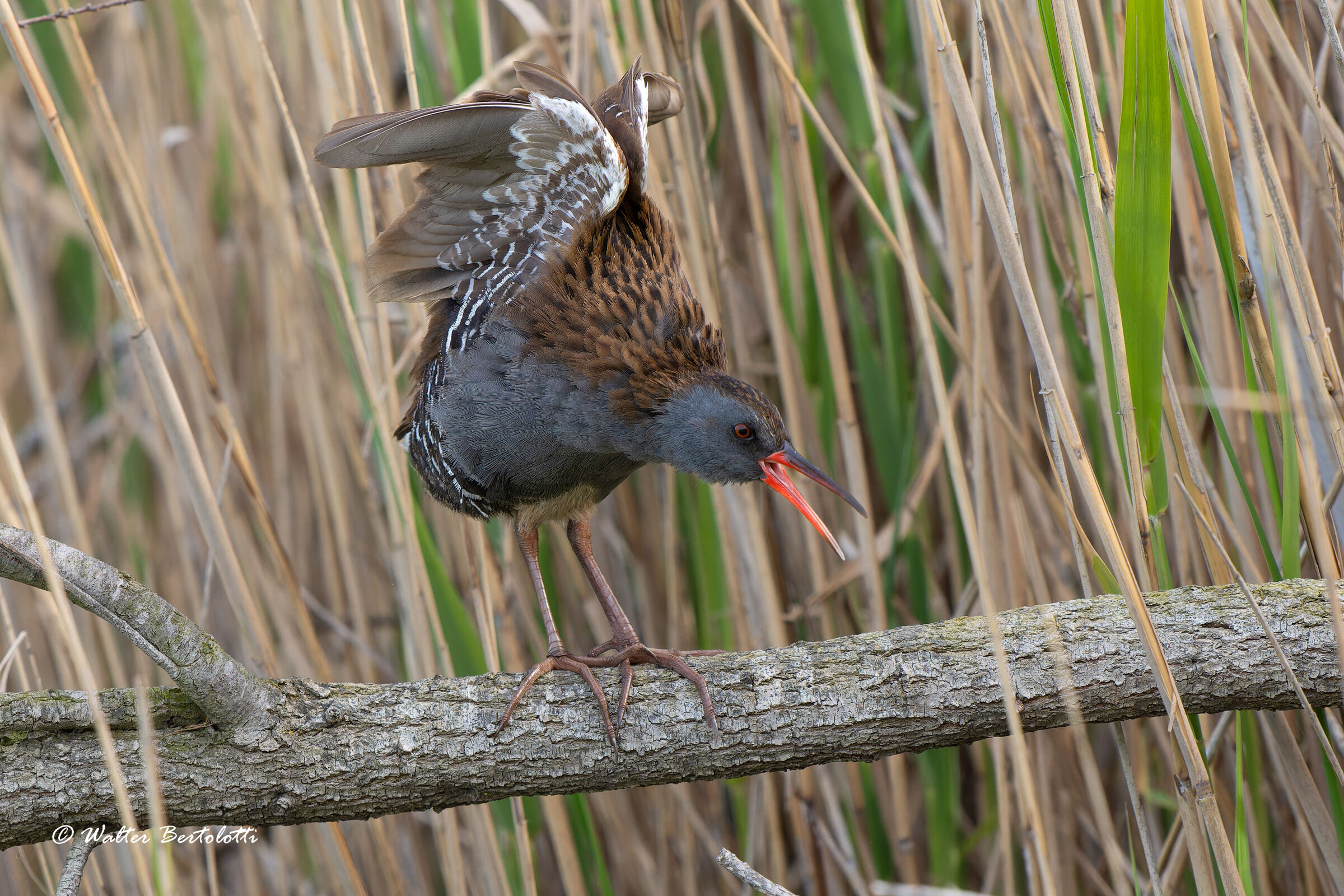 Water rail