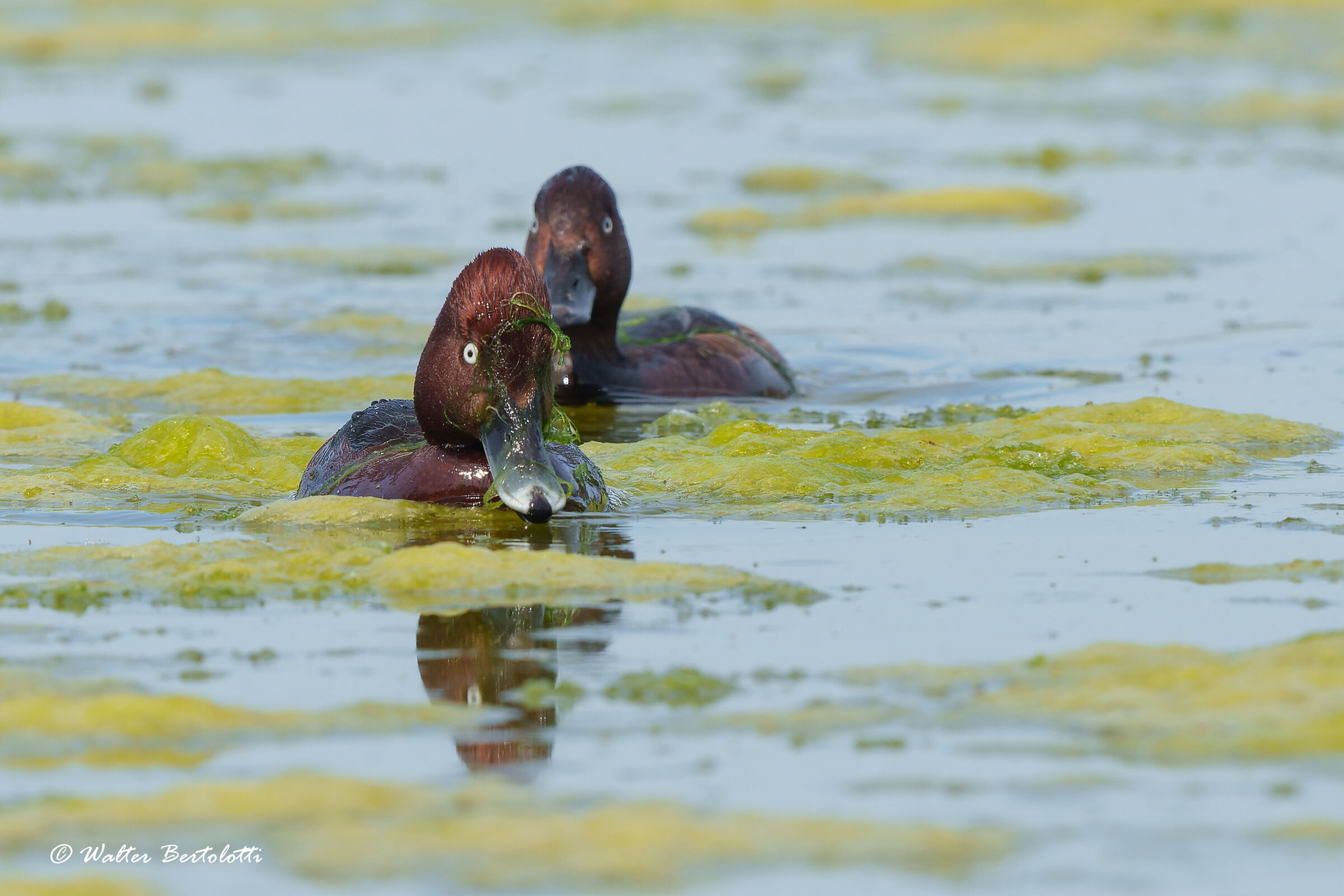 Ferruginous duck