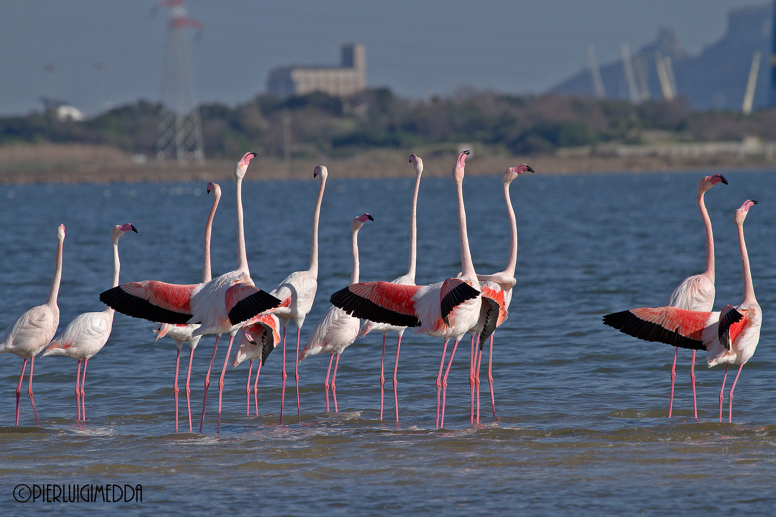 Parata Nuziale dei Fenicotteri rosa