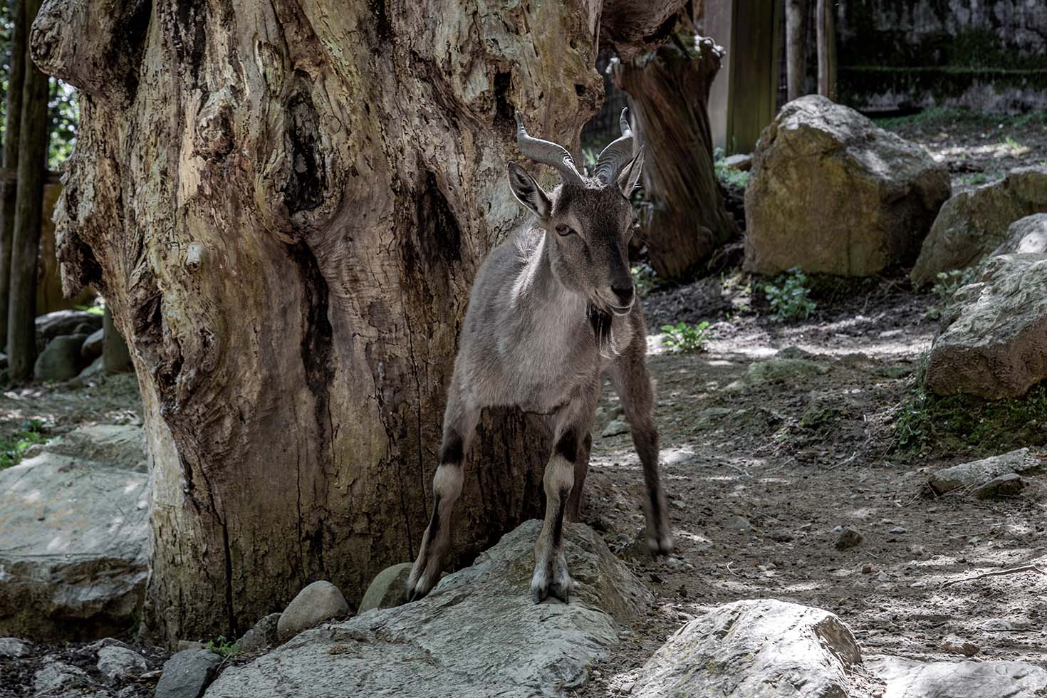 Markhor