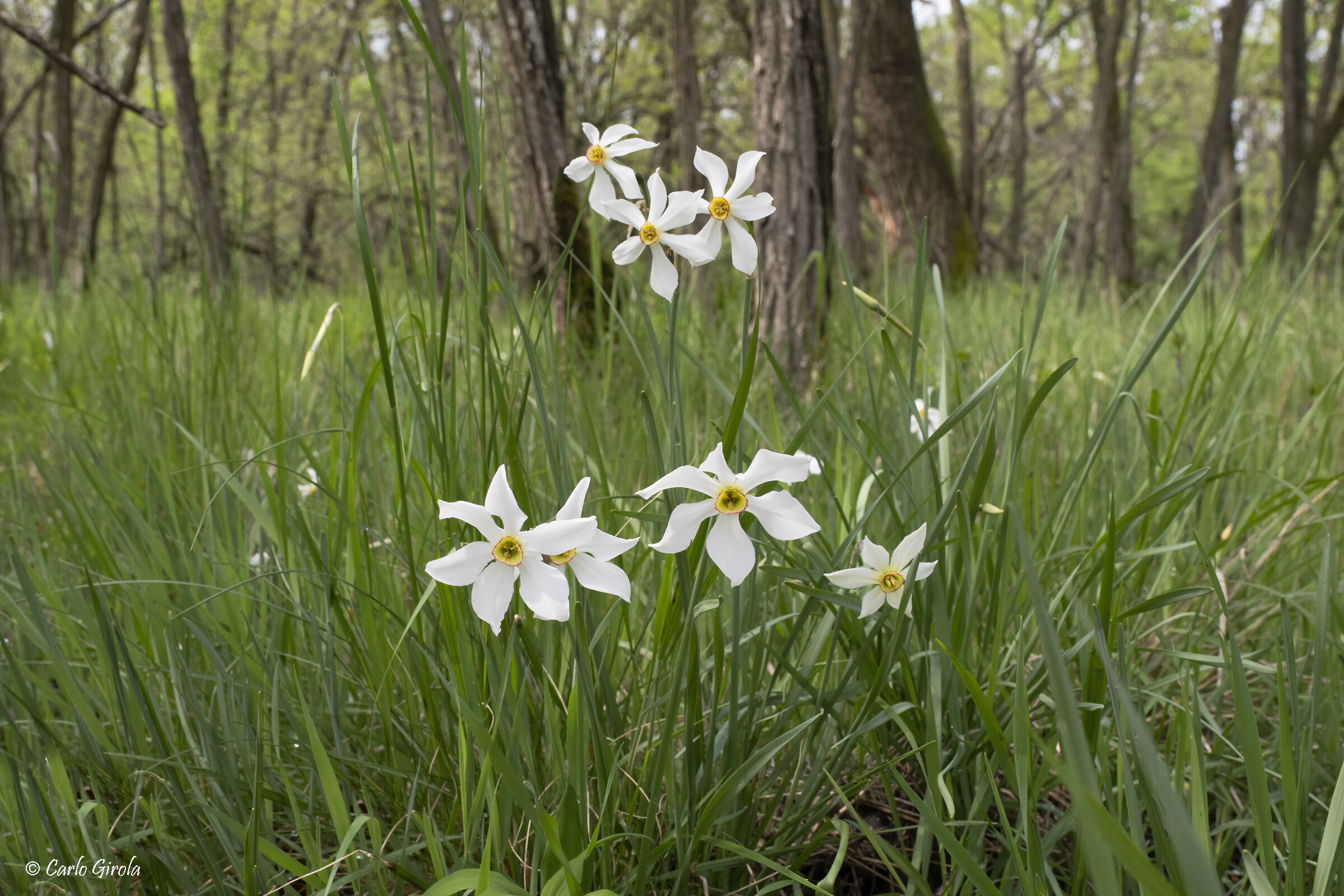 Narciso dei poeti (Narcissus poeticus)