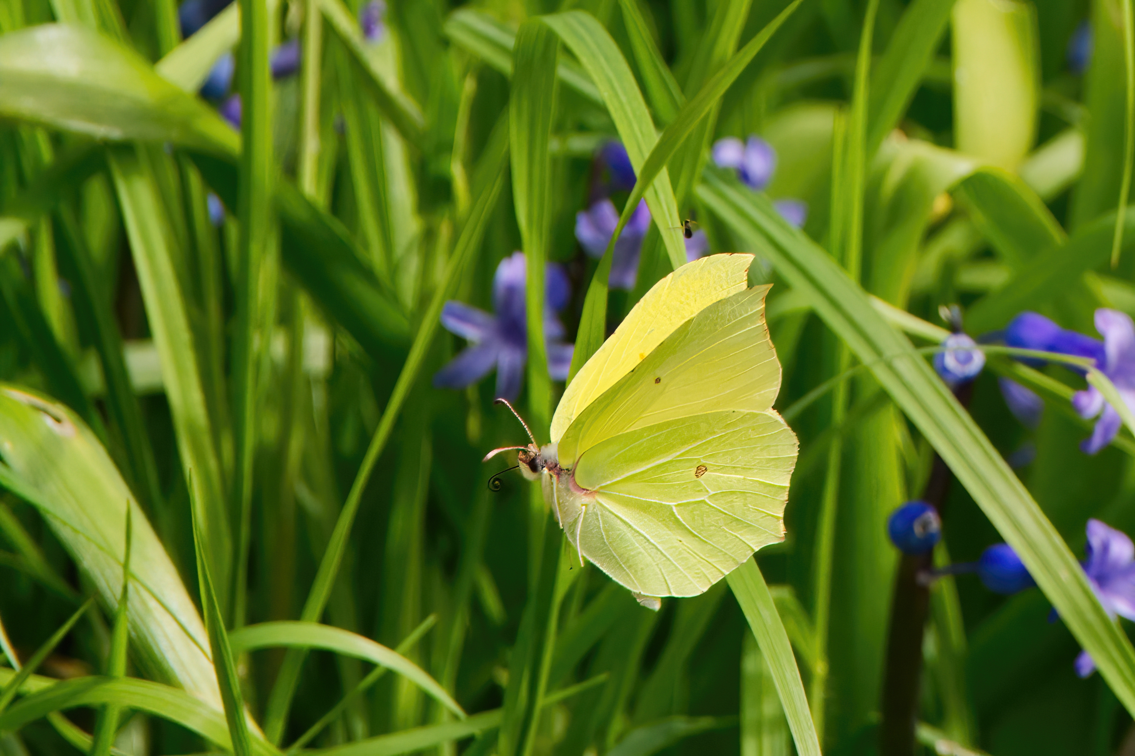 La cedronella nel verde