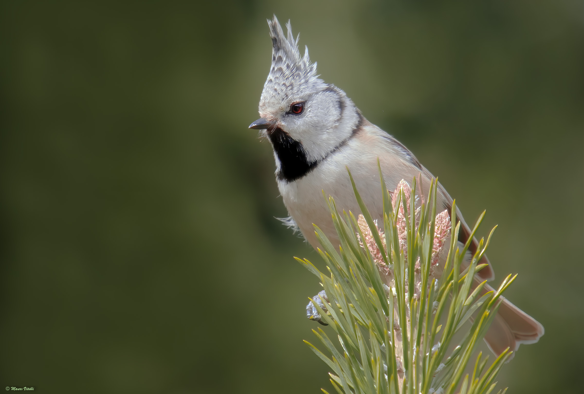 Tufted (Laphophanes cristatus)