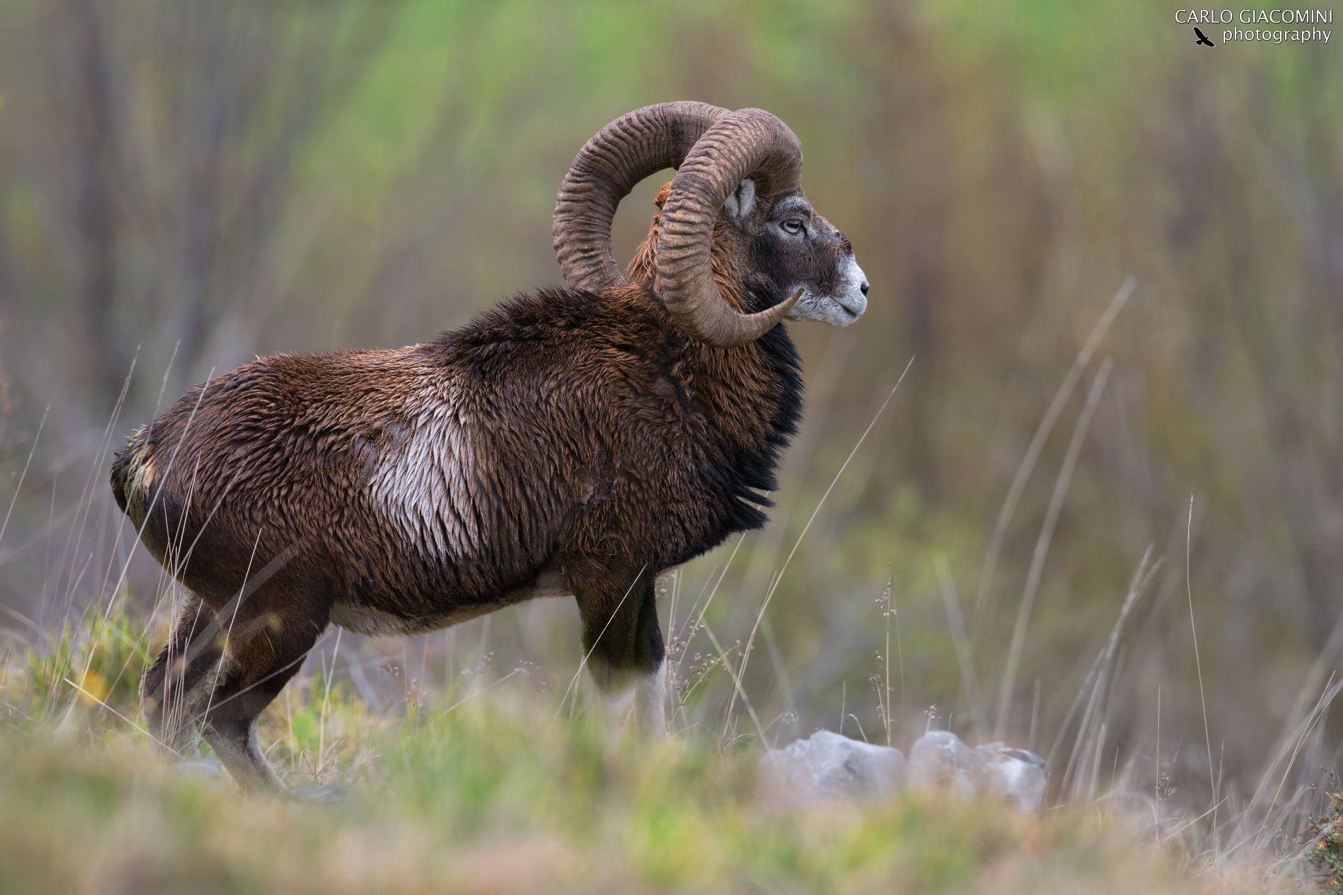 Mouflon