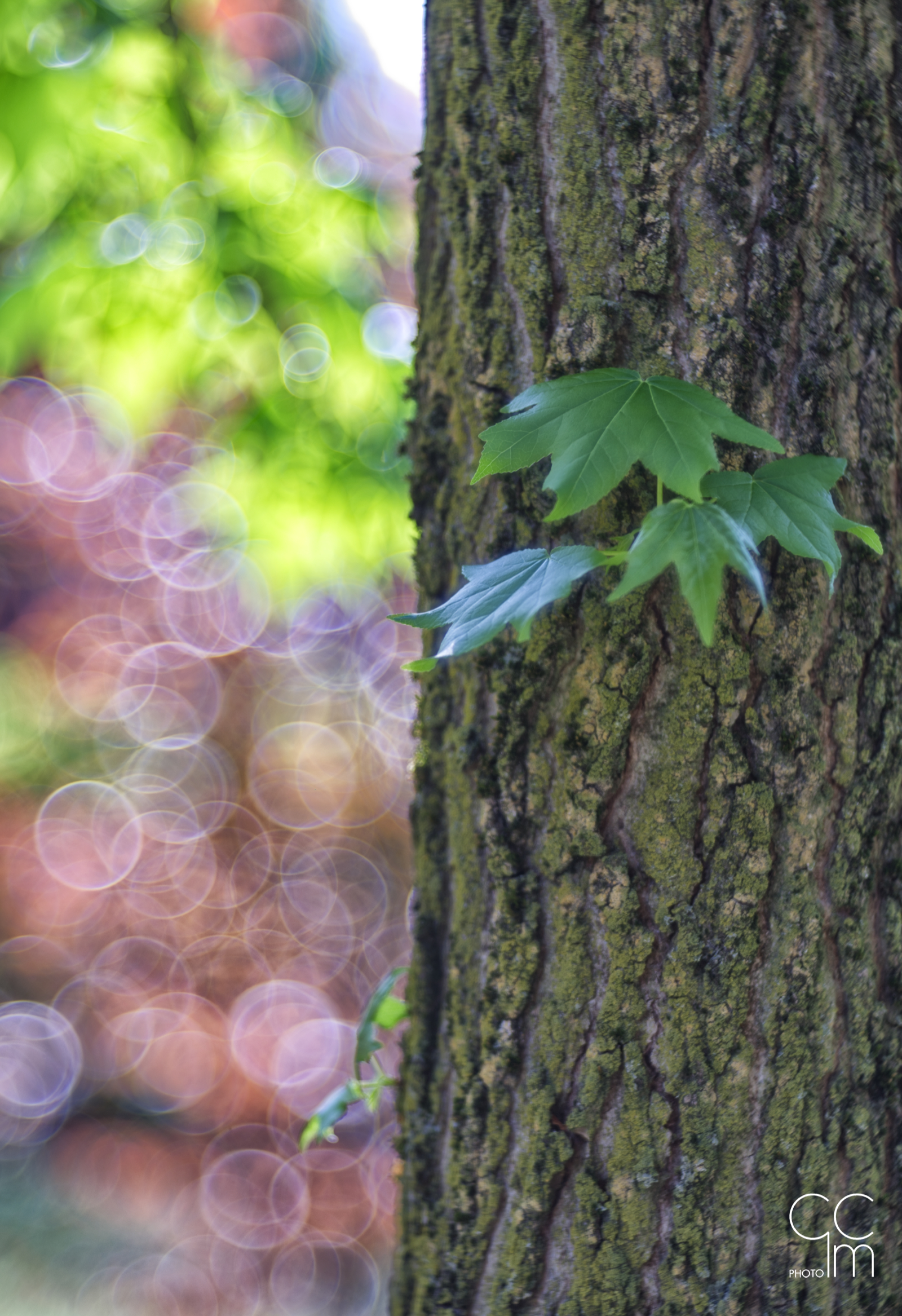 Spring blurry