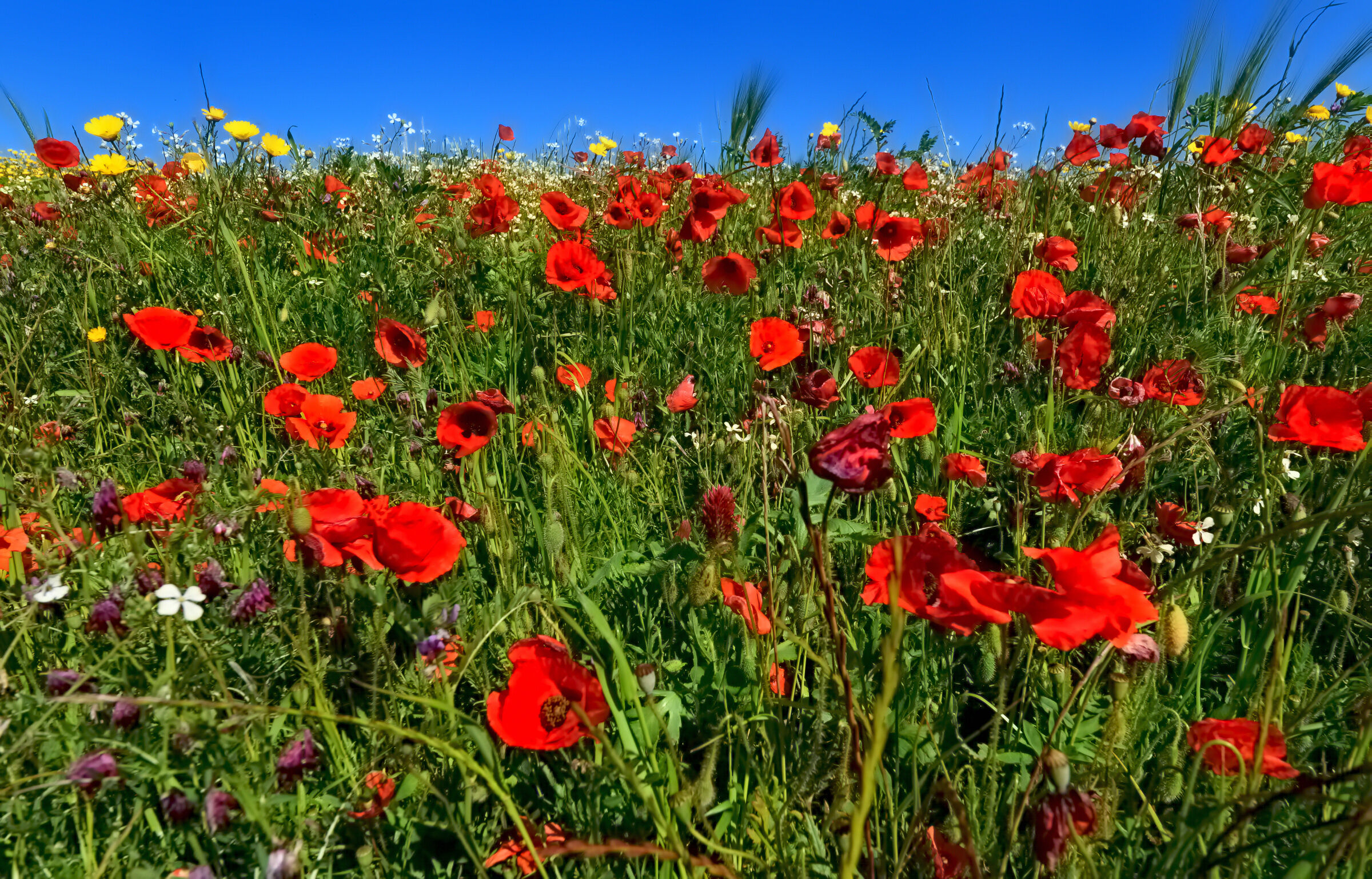 E furono ... 1000 papaveri rossi ...
