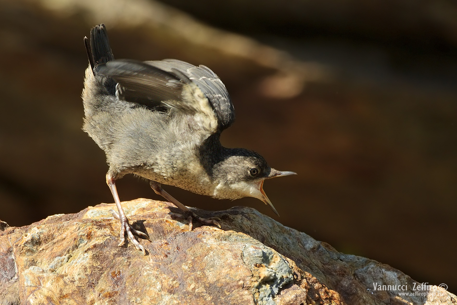 call pullo of dipper