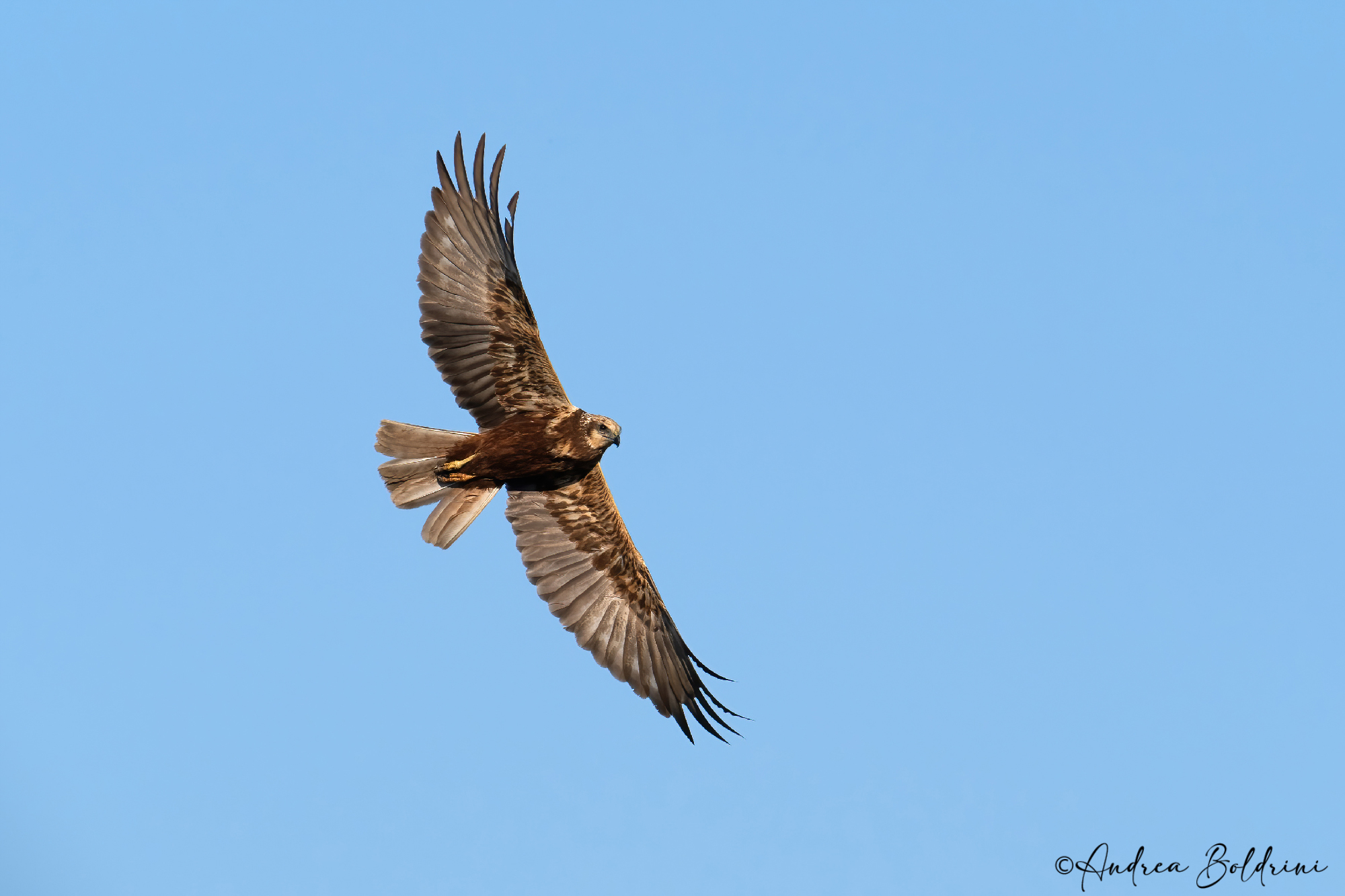 Marsh harrier