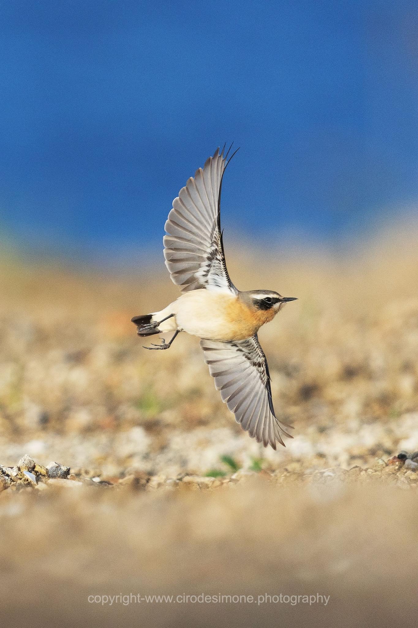 In volo