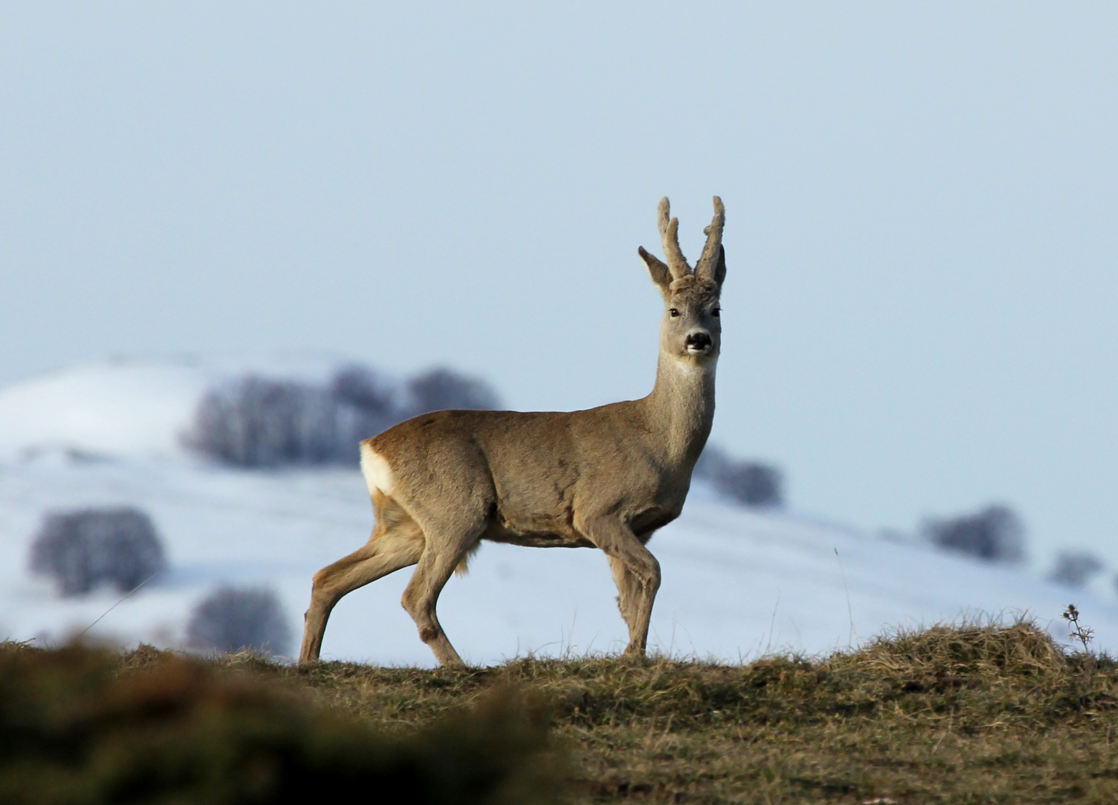 capriolo a fine inverno