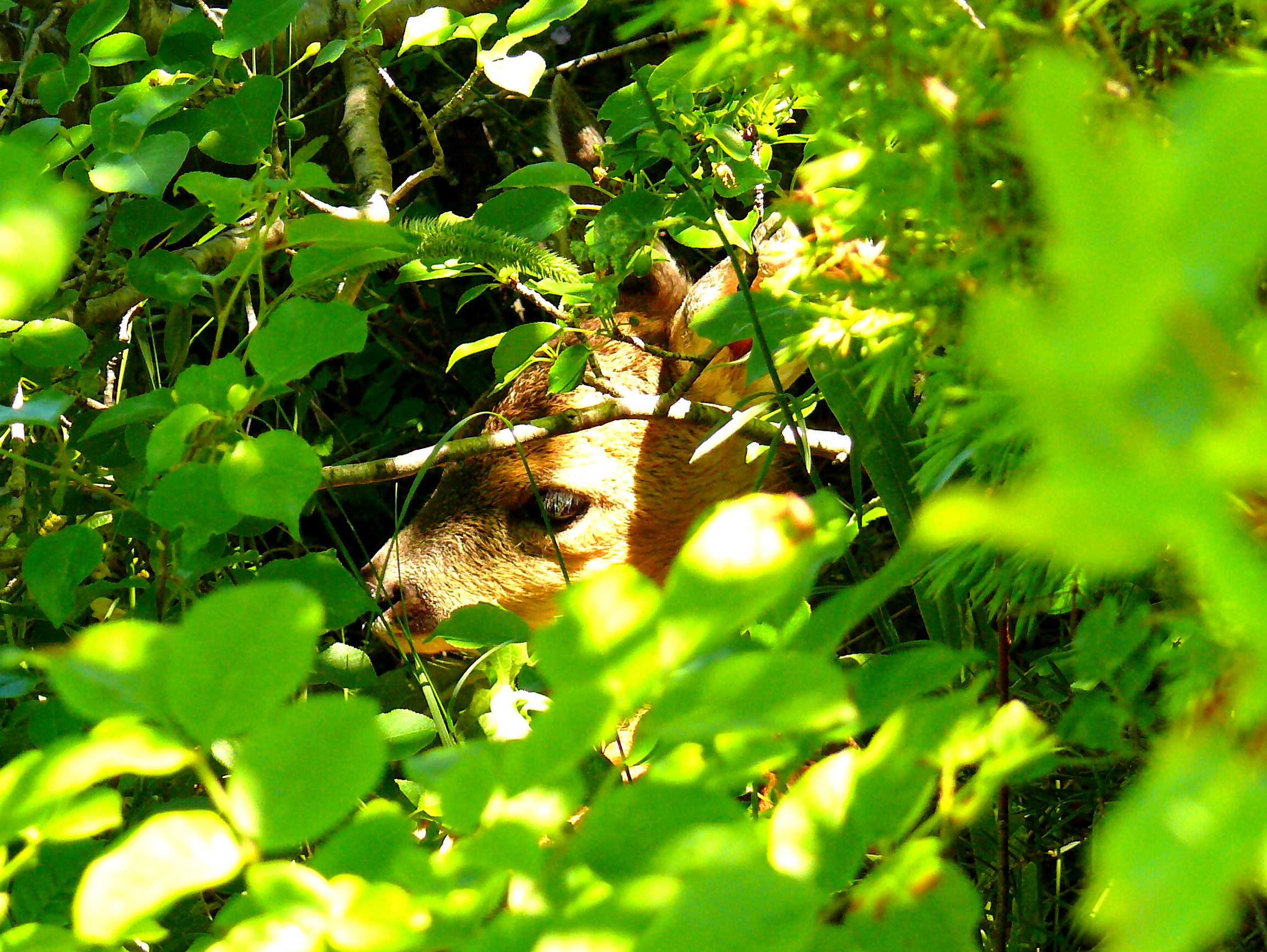 piccolo di capriolo in un cespuglio