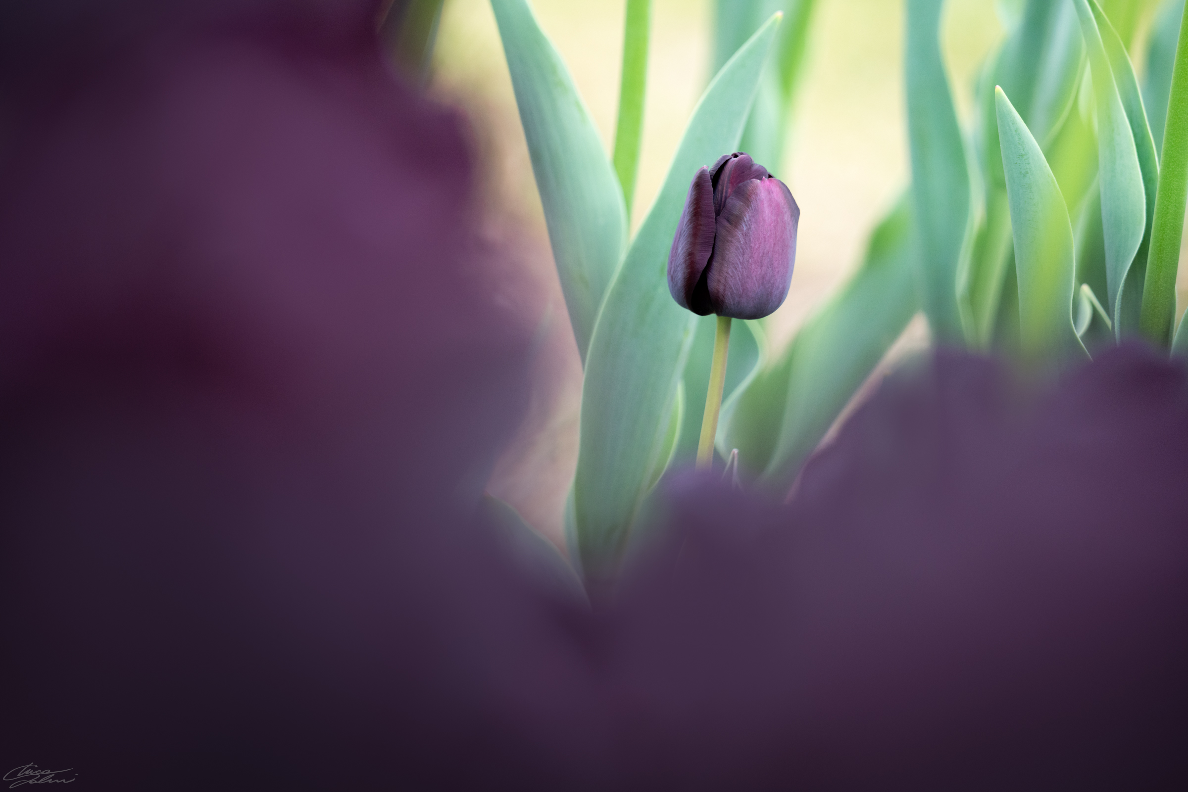 The dark side of the tulip