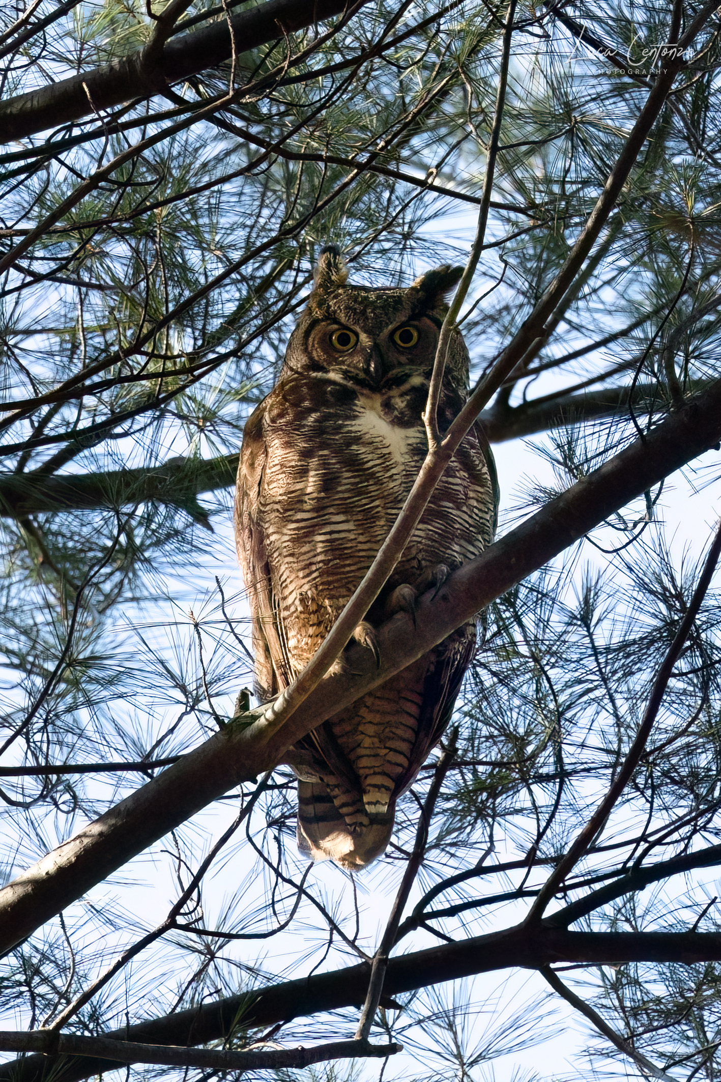 Great Horned Owl (Bubo Virginianus)