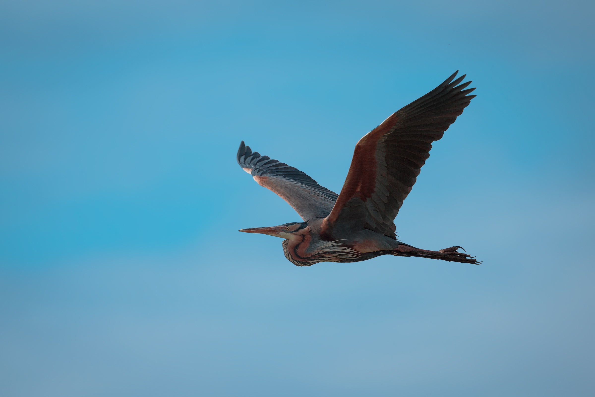 The red heron