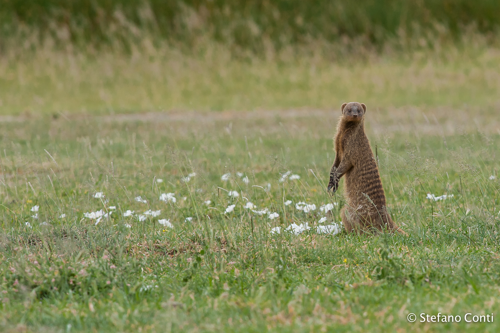 Mangusta sull'attenti