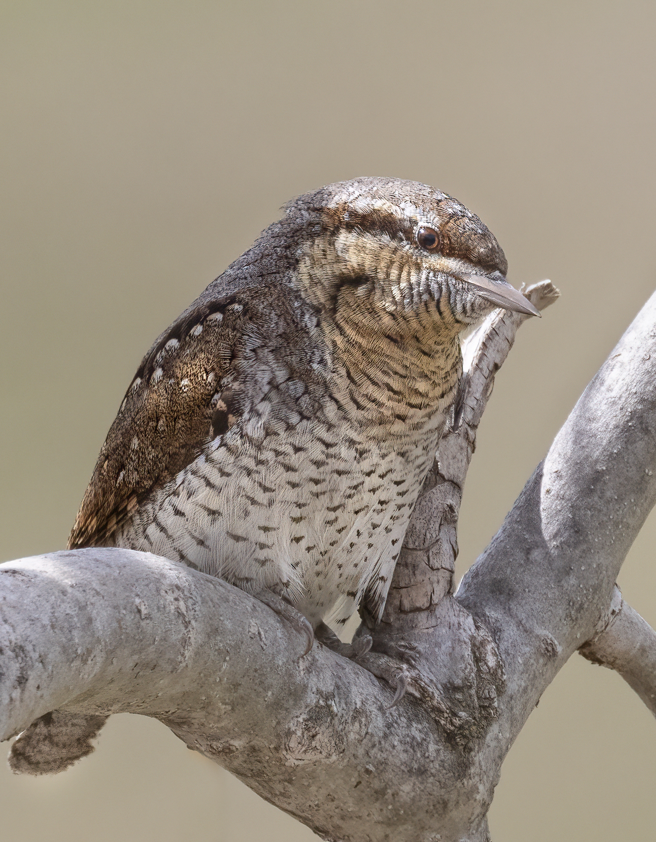 la riflessione, torcicollo