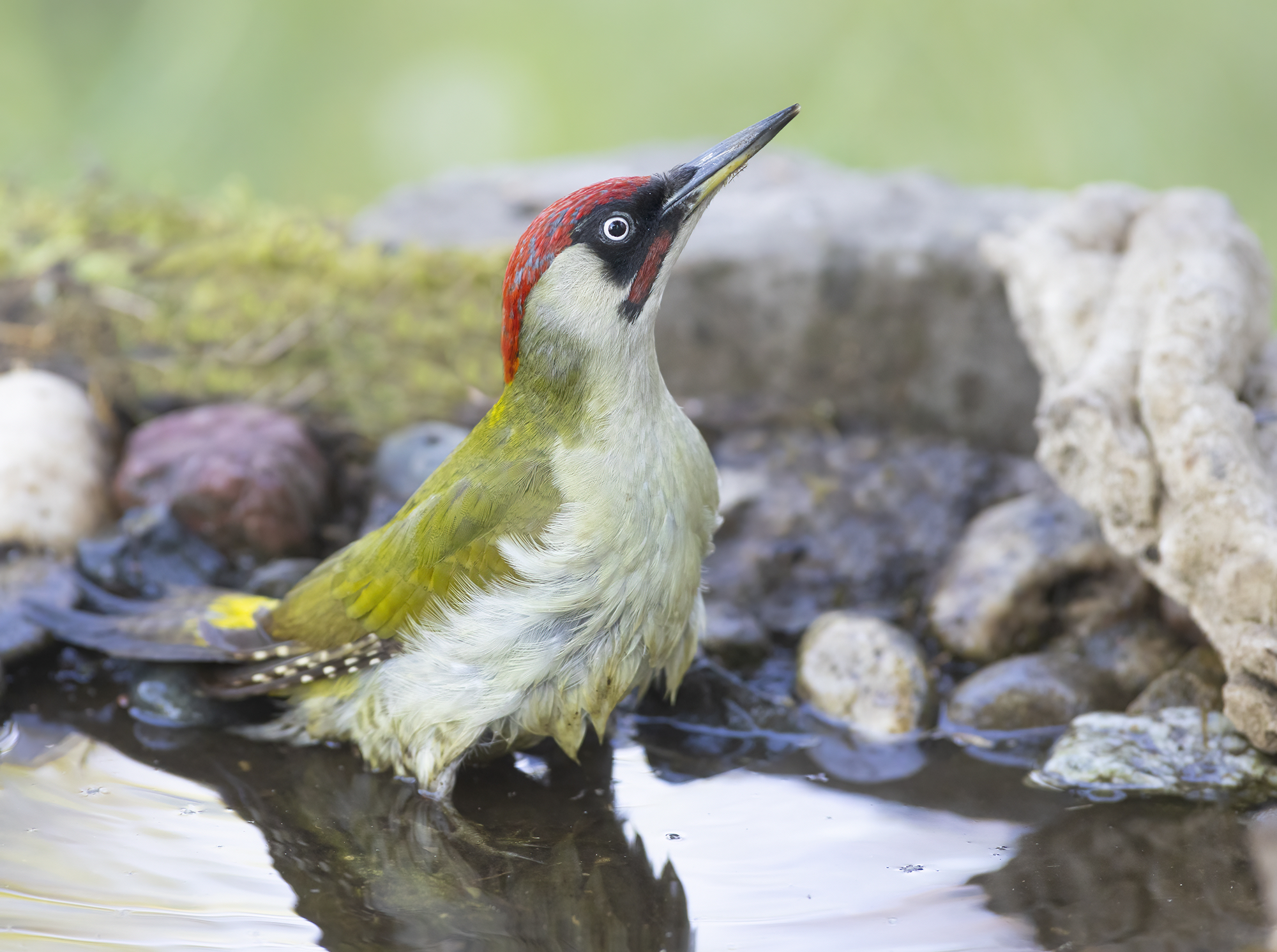 acqua chiara, picchio verde maschio
