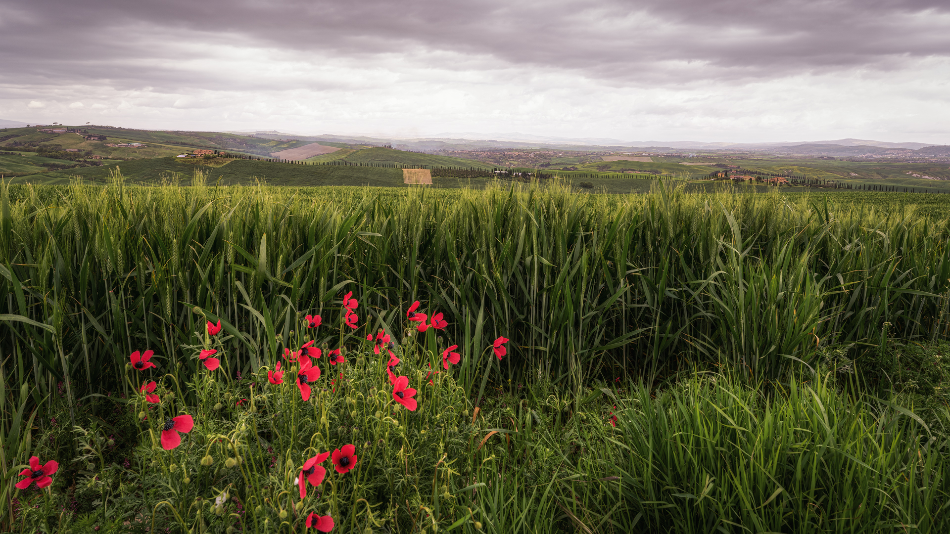 Along a Tuscan dirt road with sulky skies