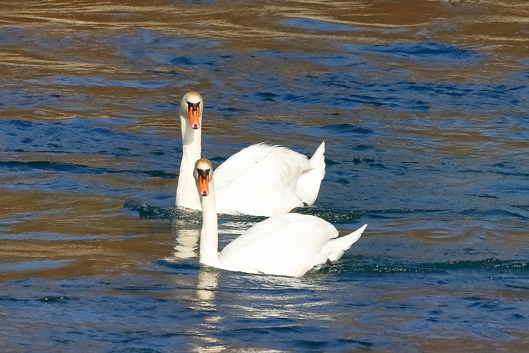 Cigni R 25 febbraio 2023