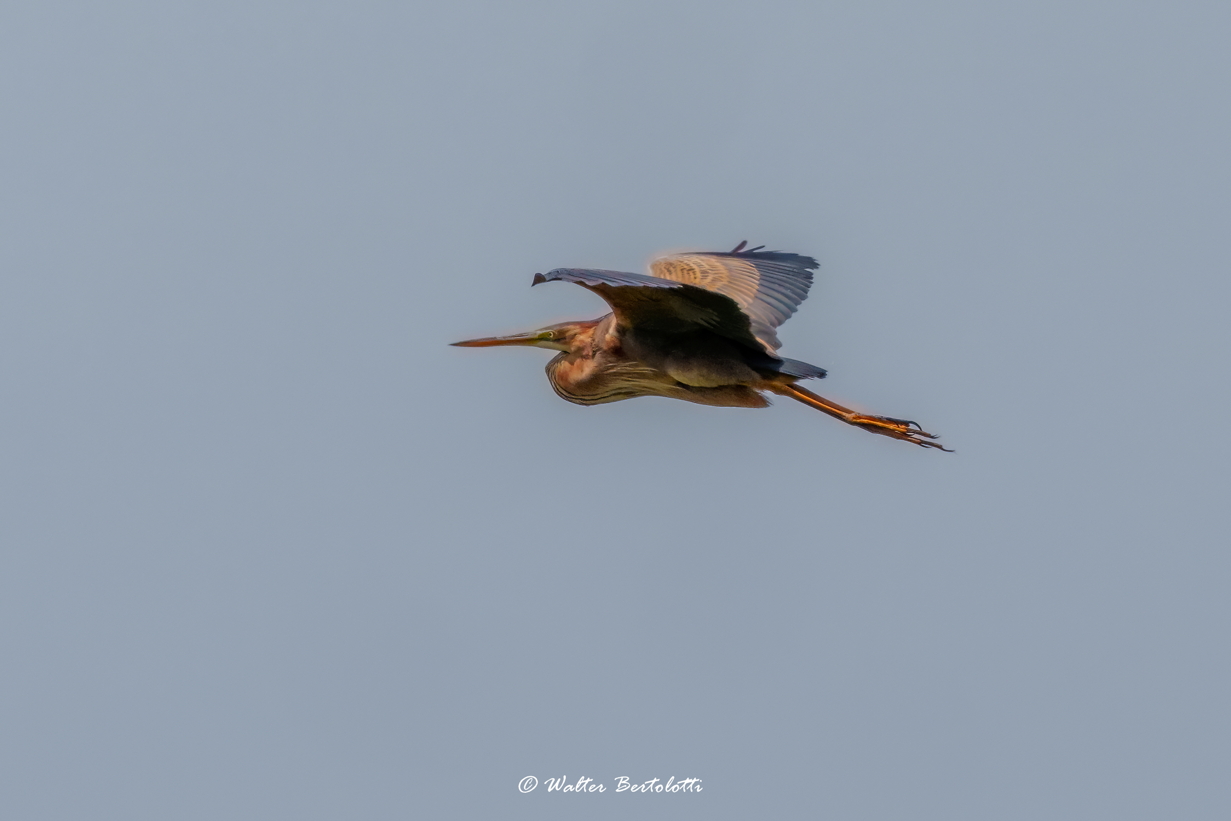 purple heron