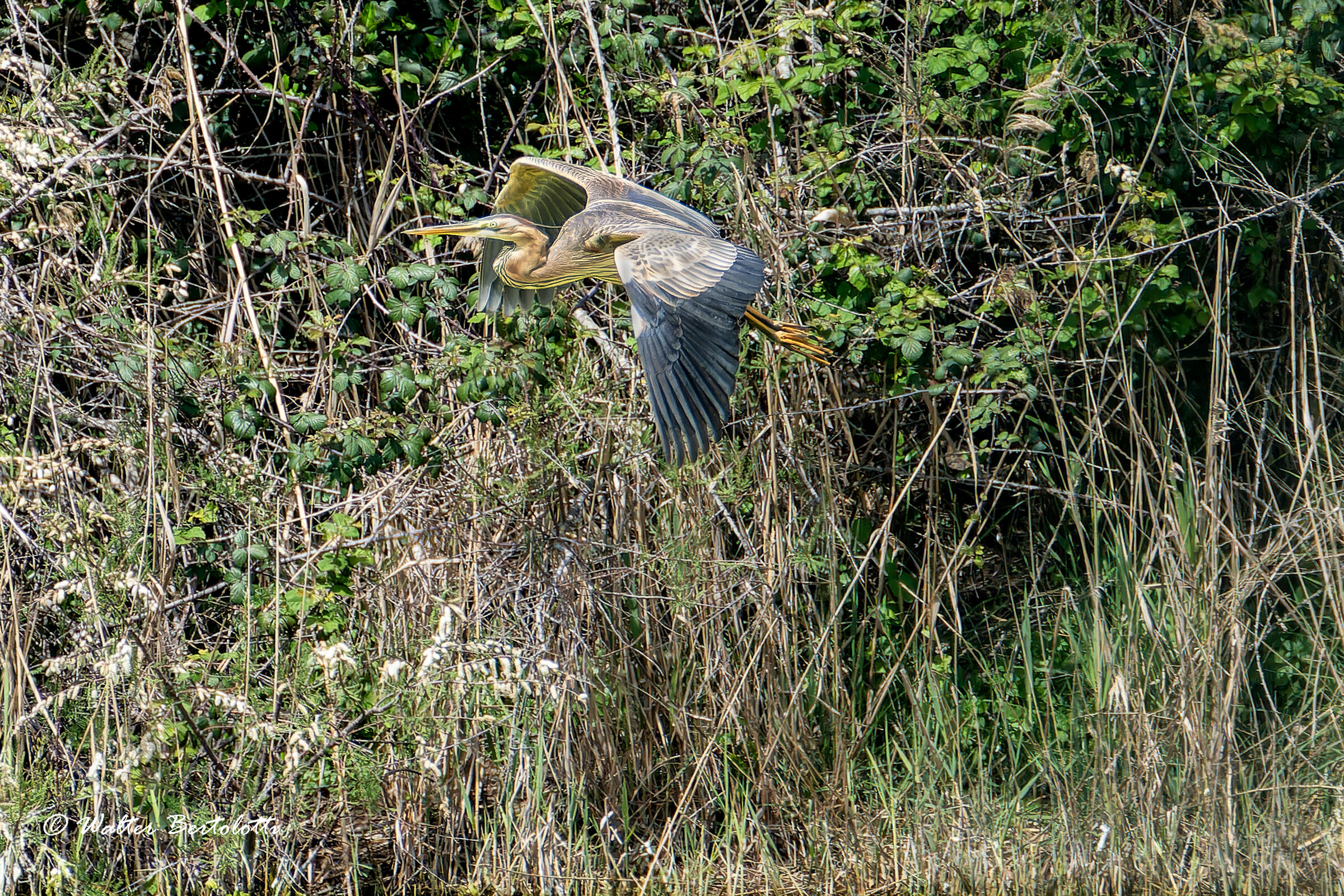 purple heron