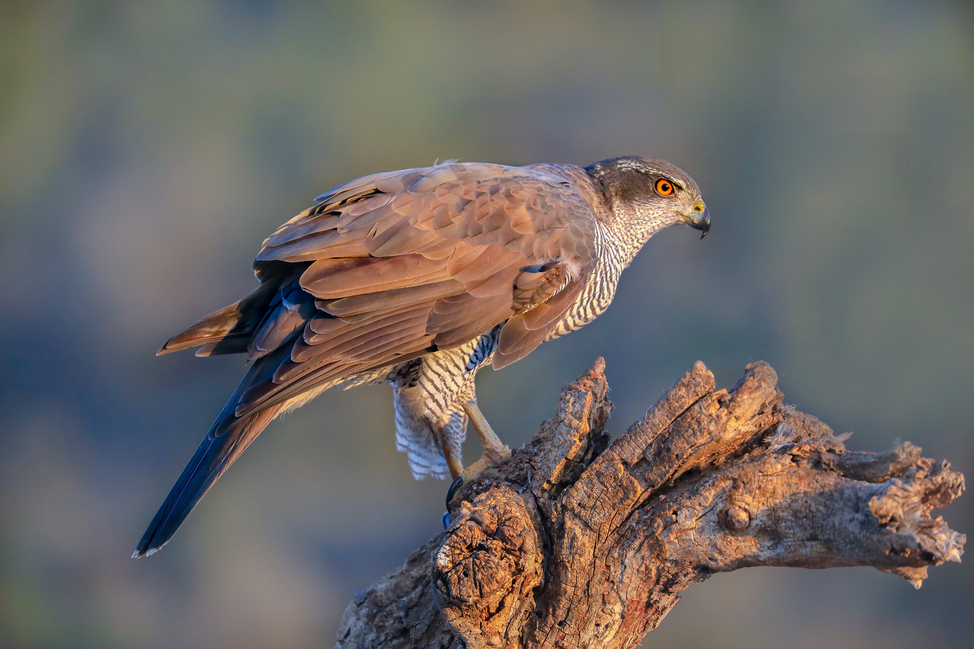 un'alba con l'astore dall'occhio rosso