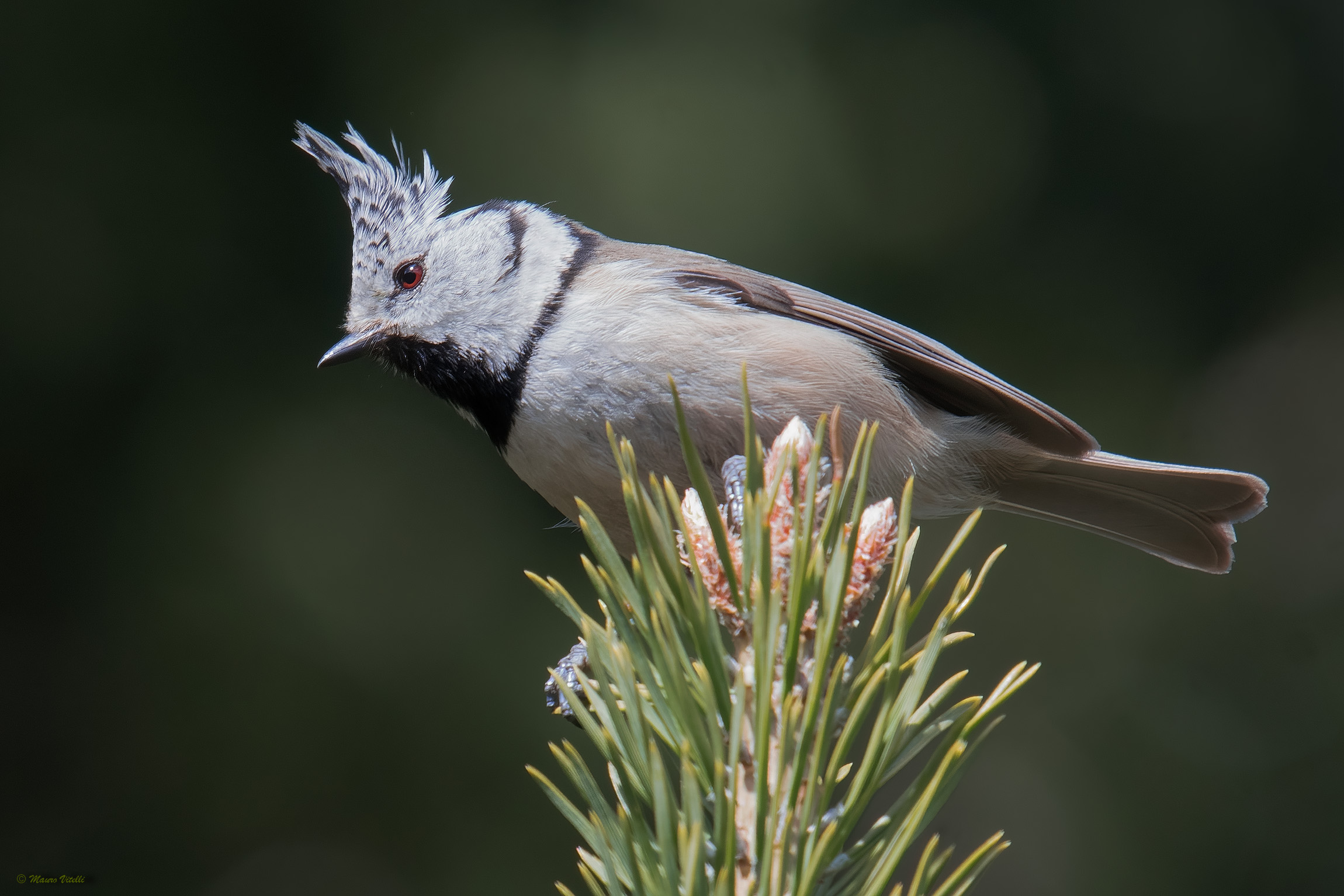Tufted (Laphophanes cristatus)