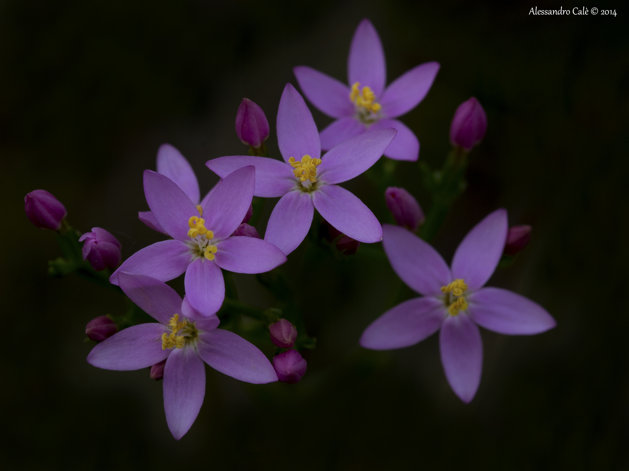 Centaurium erythraes (Centaurea minor)