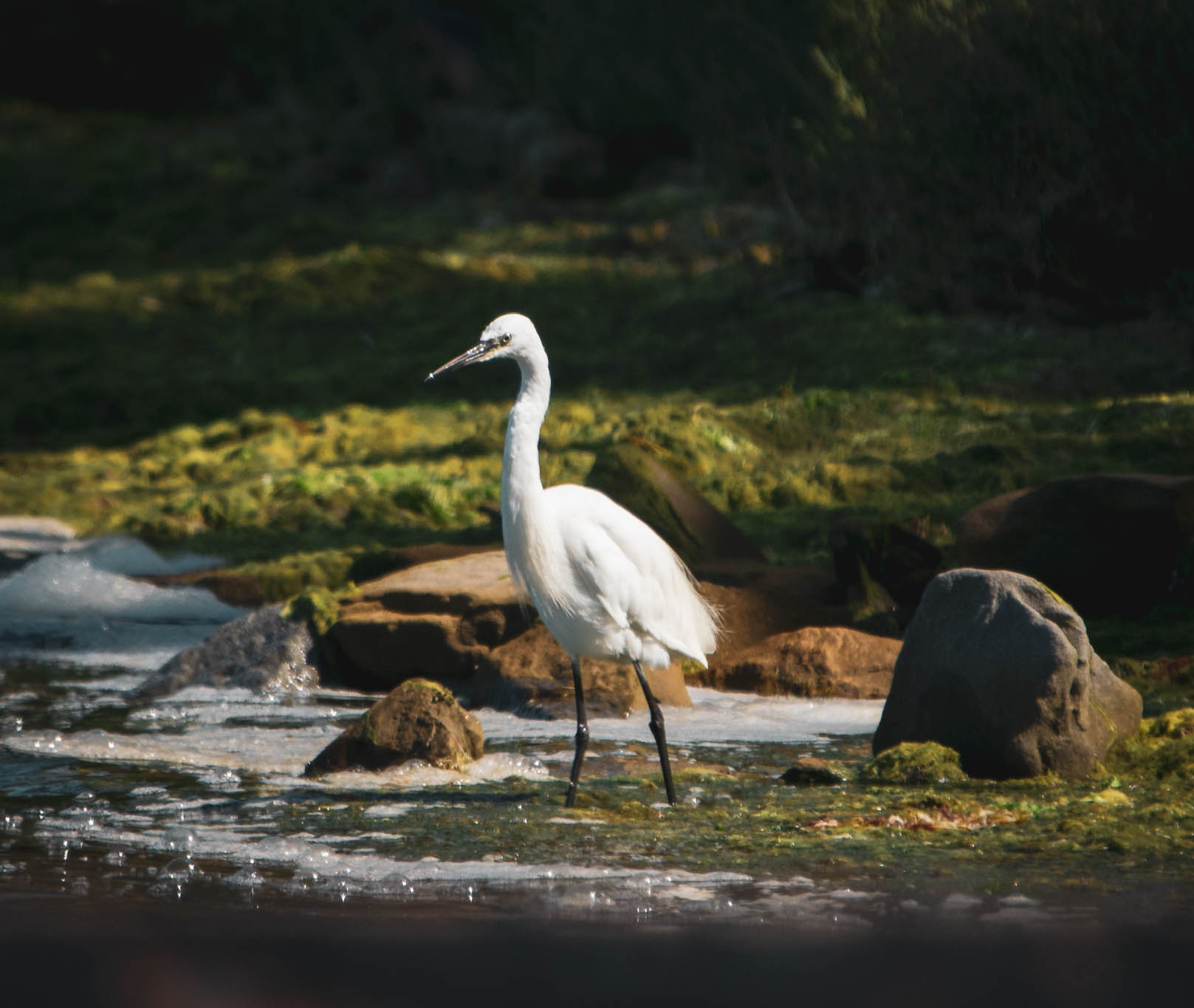 Egret on shore