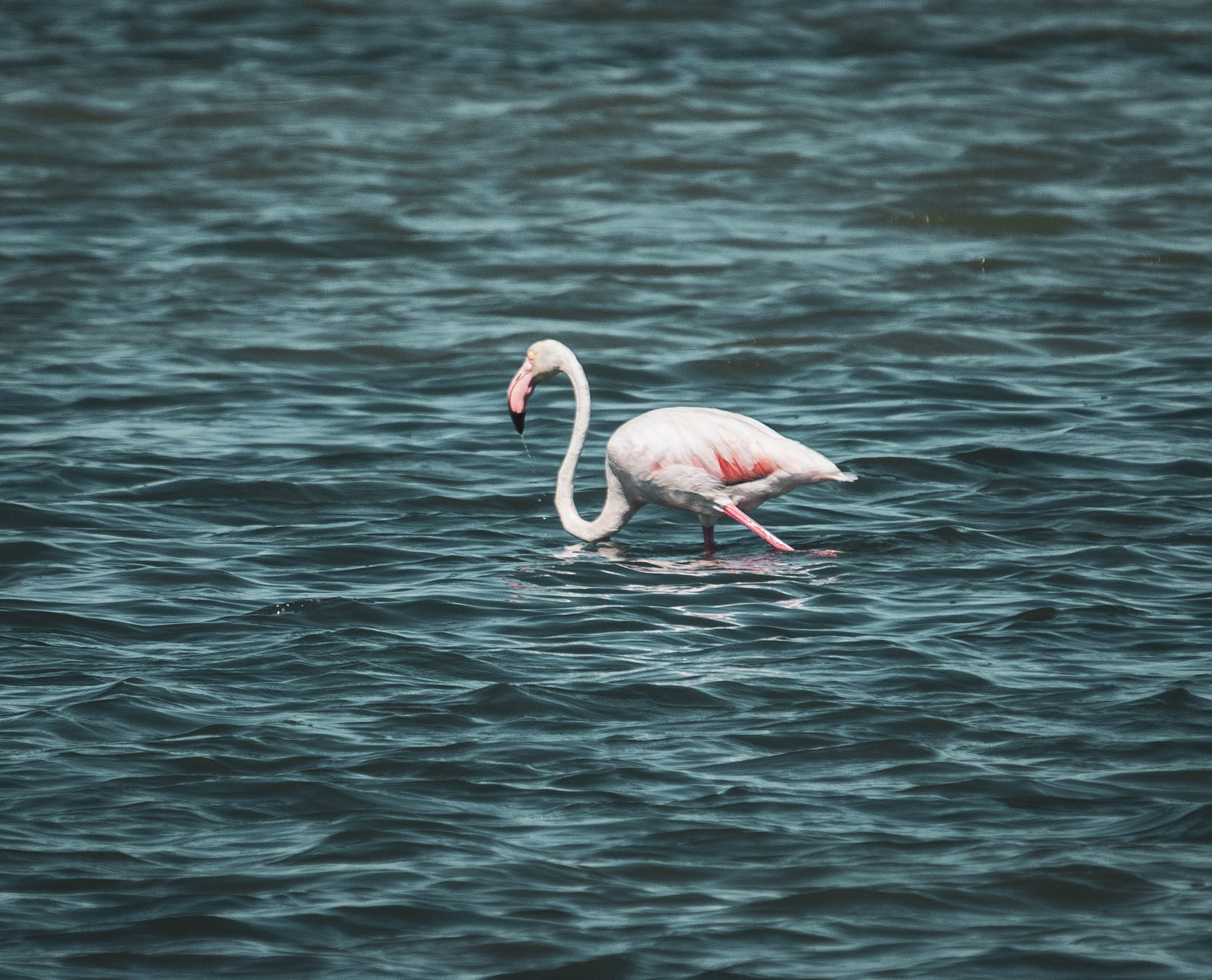 Pink flamingo