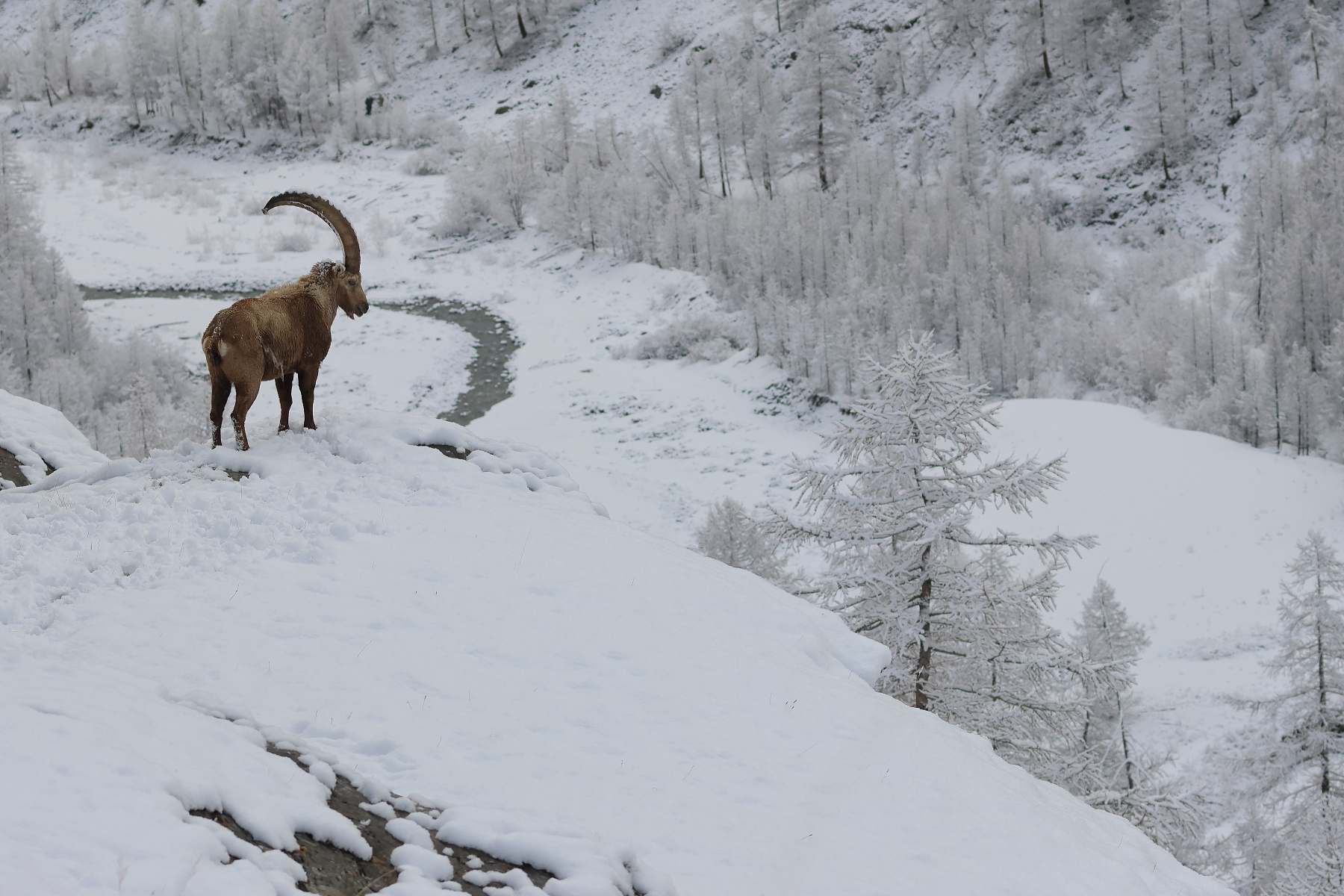 The valley of the larches