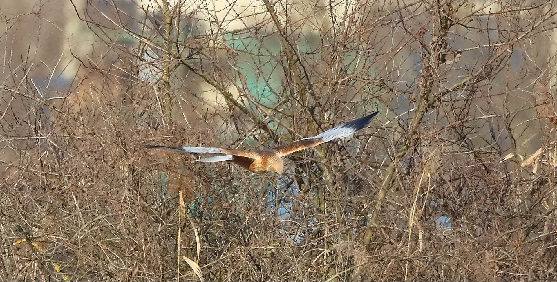 Falco di palude 03-02-2023