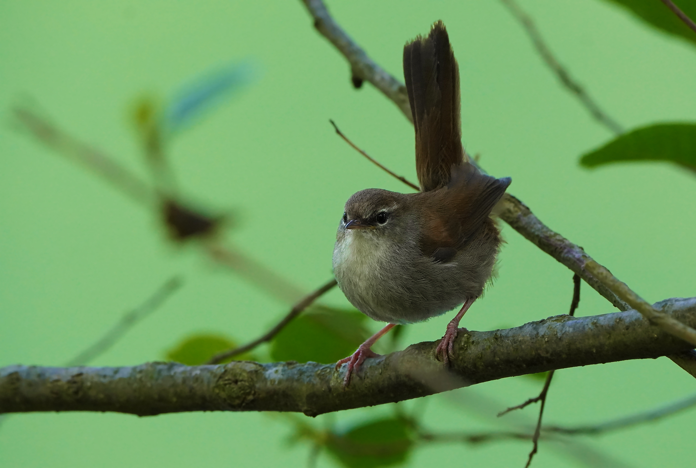River nightingale