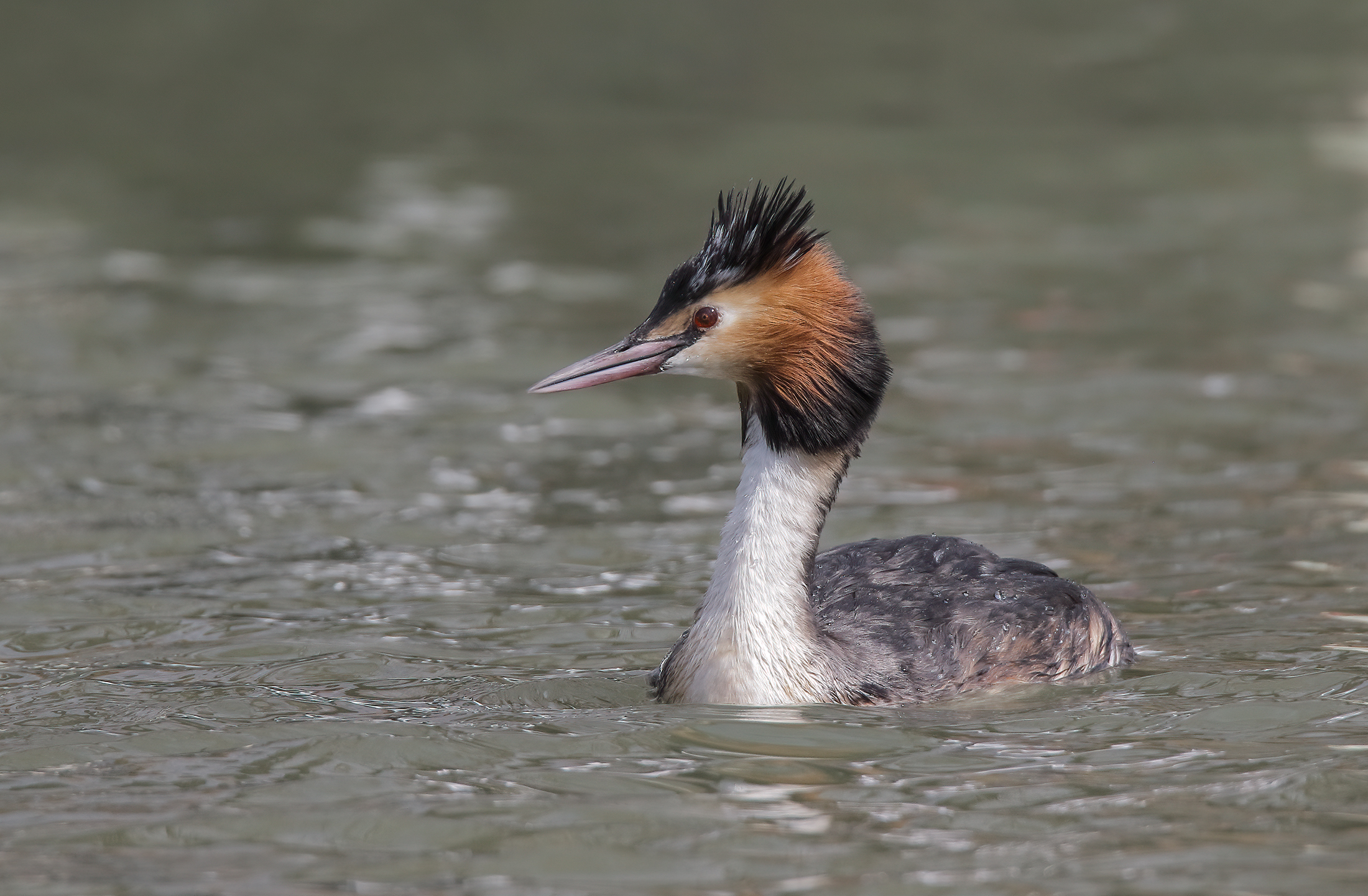 Great crested grebe