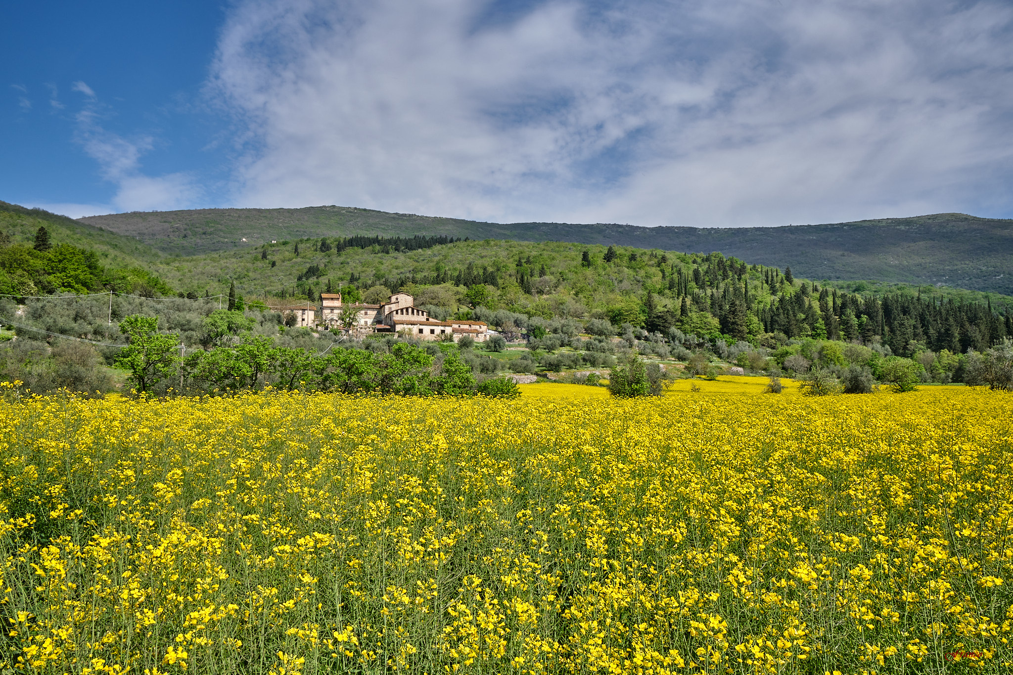 Il mare giallo di Travalle #2