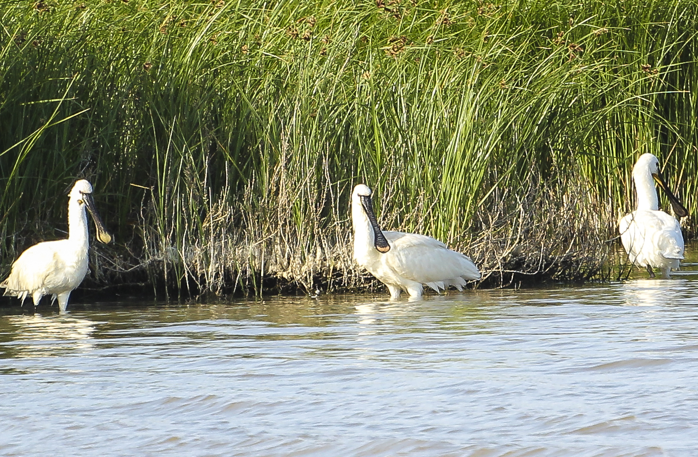 spoonbill (Eurasian spoonbill) .. the three comari ..