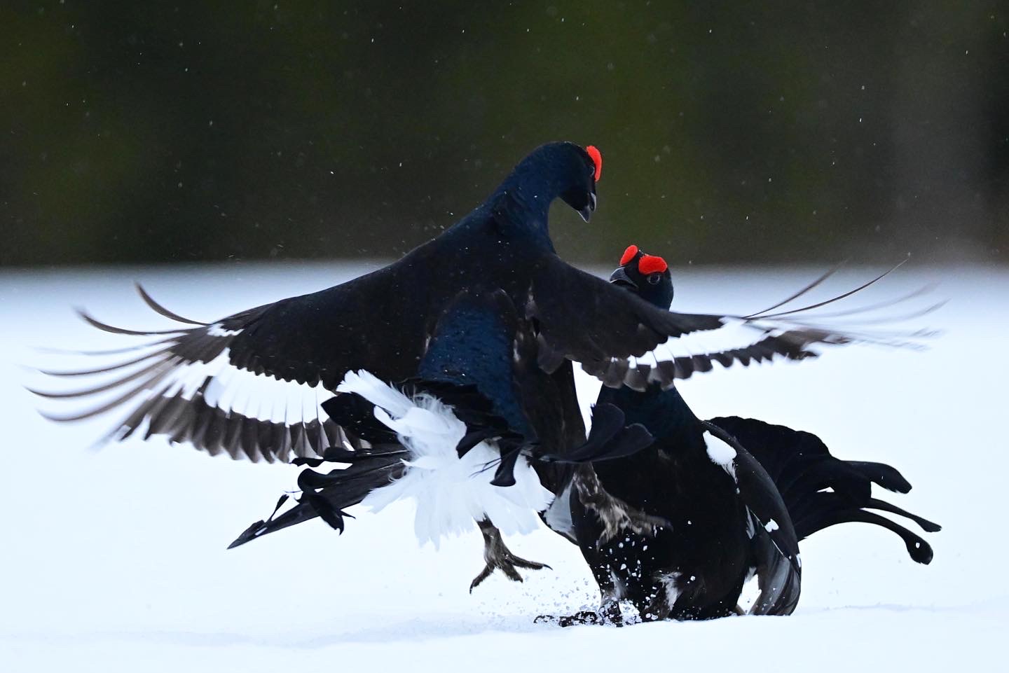 Black grouse