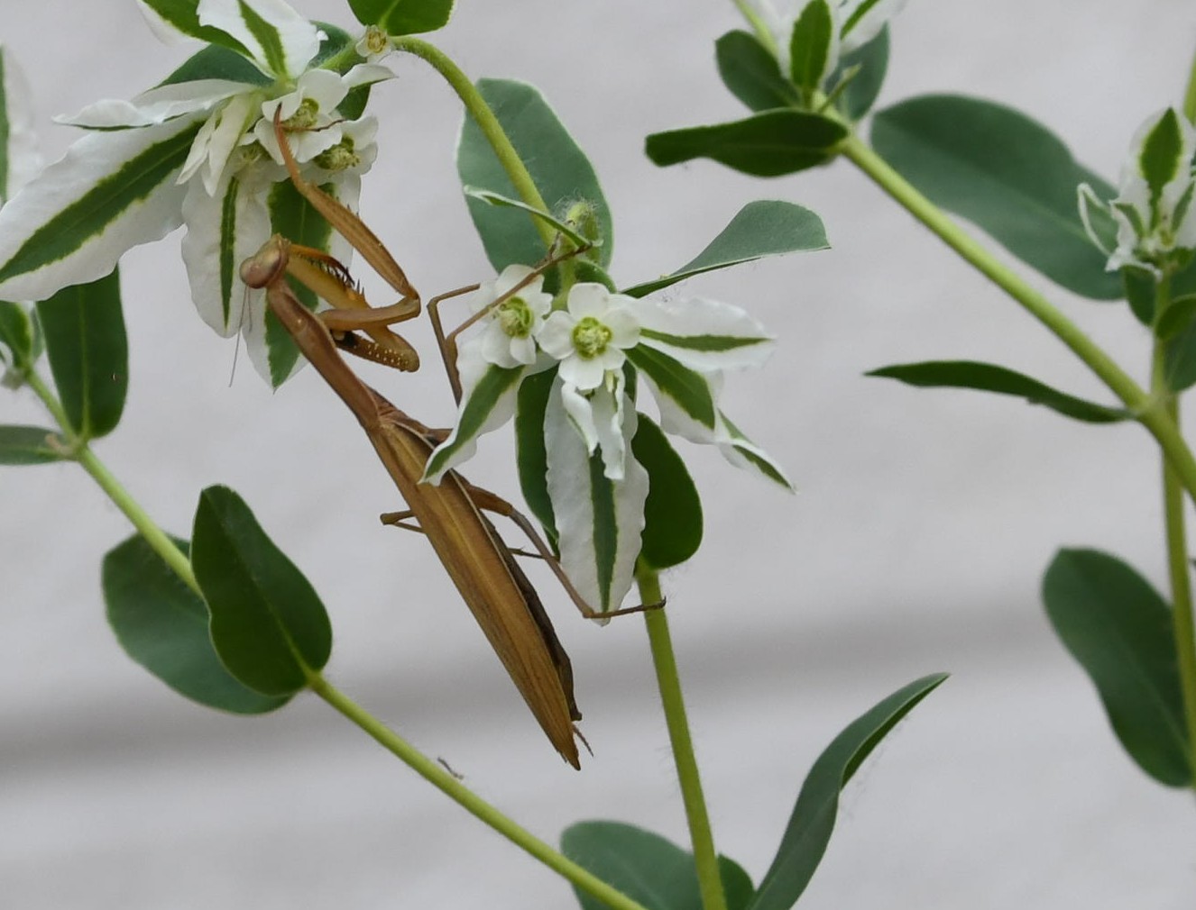 Mantide Religiosa