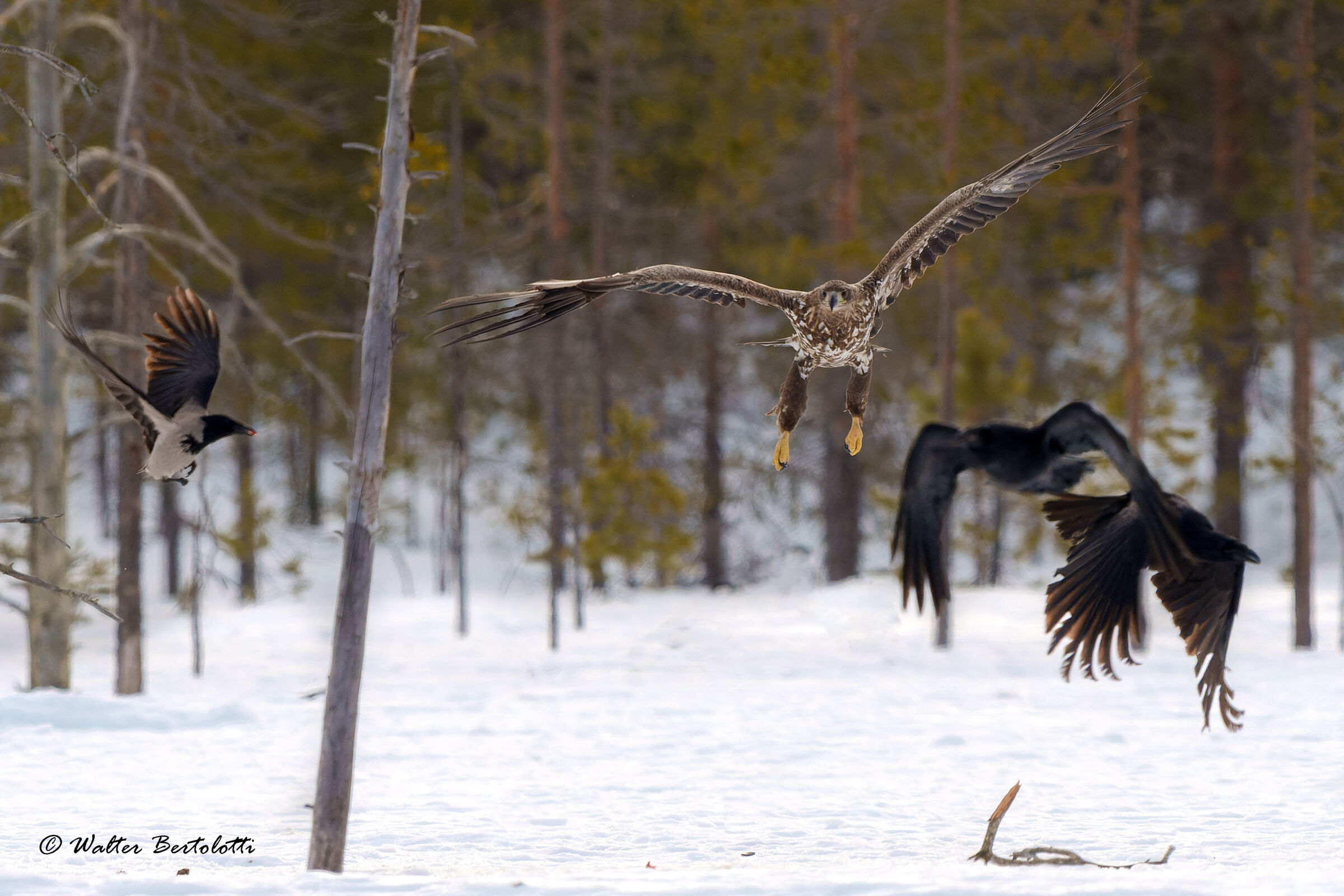 White-tailed sea eagle