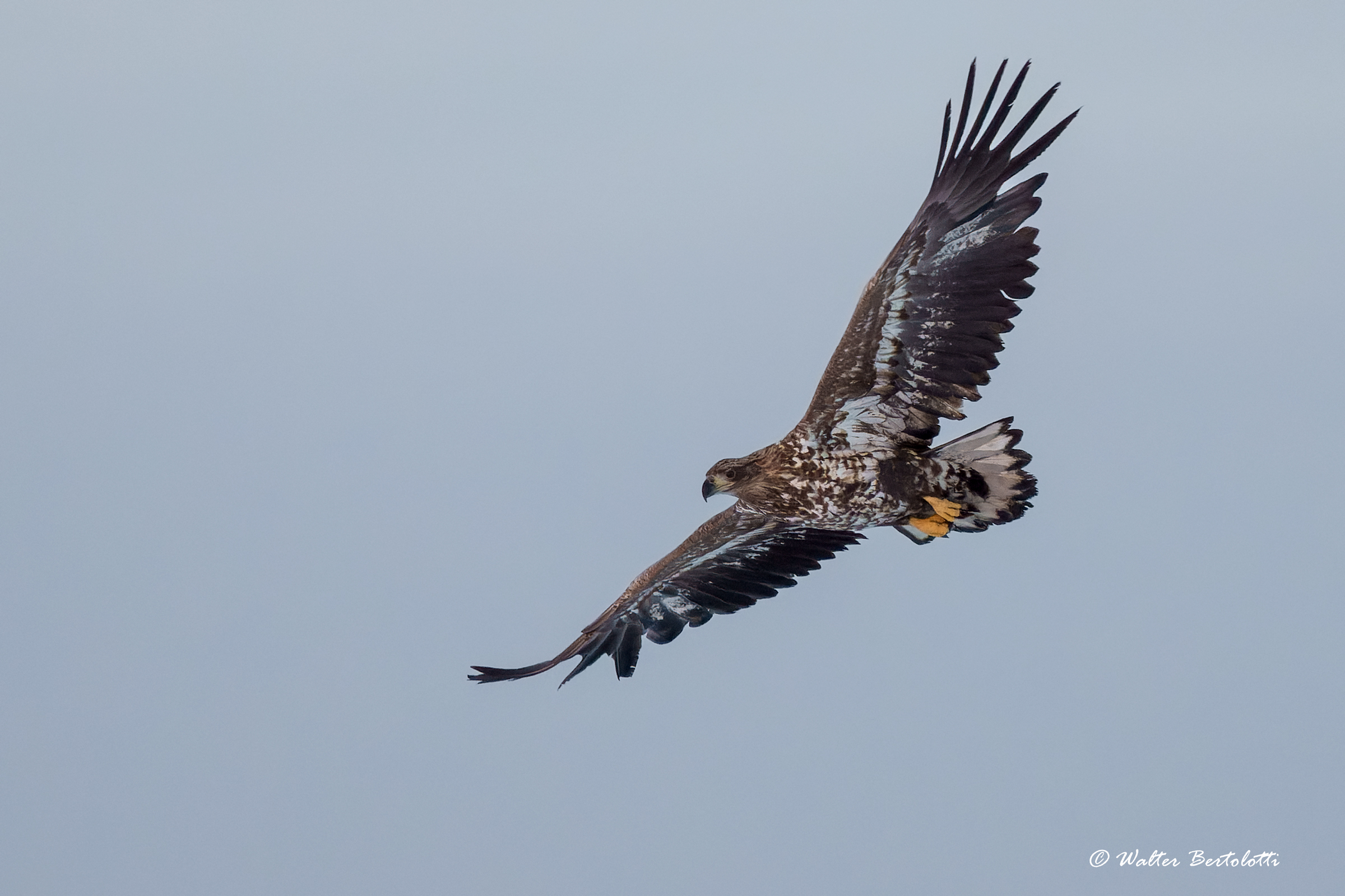 aquila di mare coda bianca
