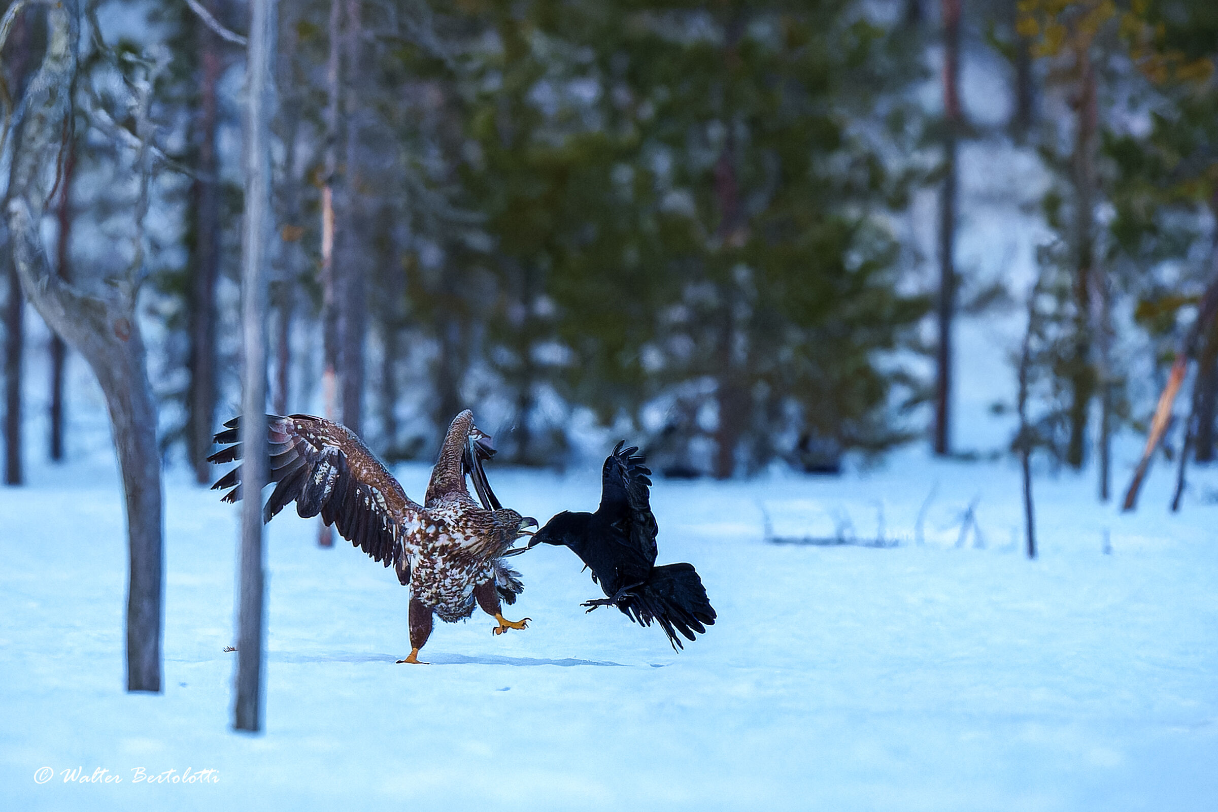White-tailed sea eagle
