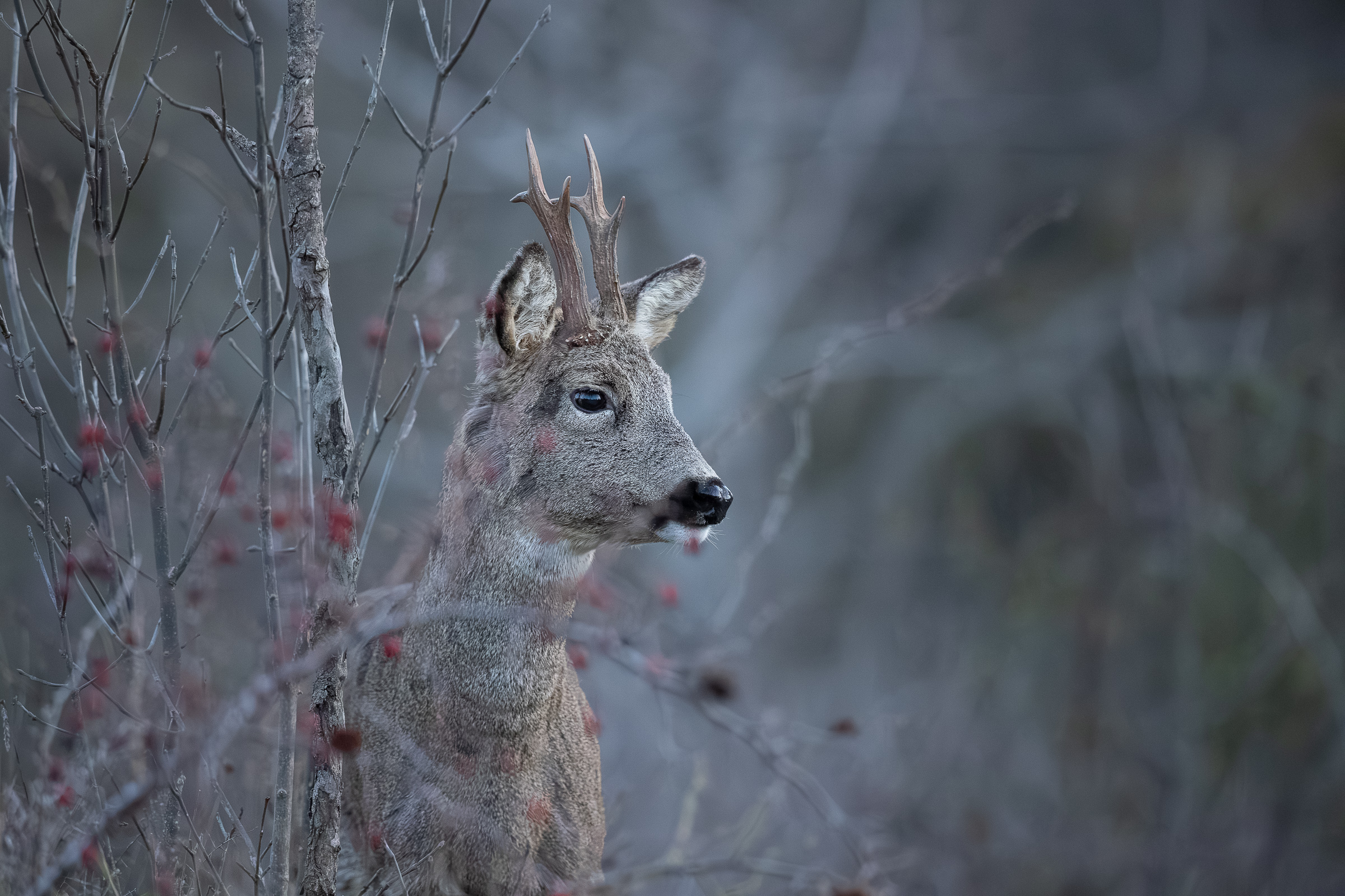 Roe deer