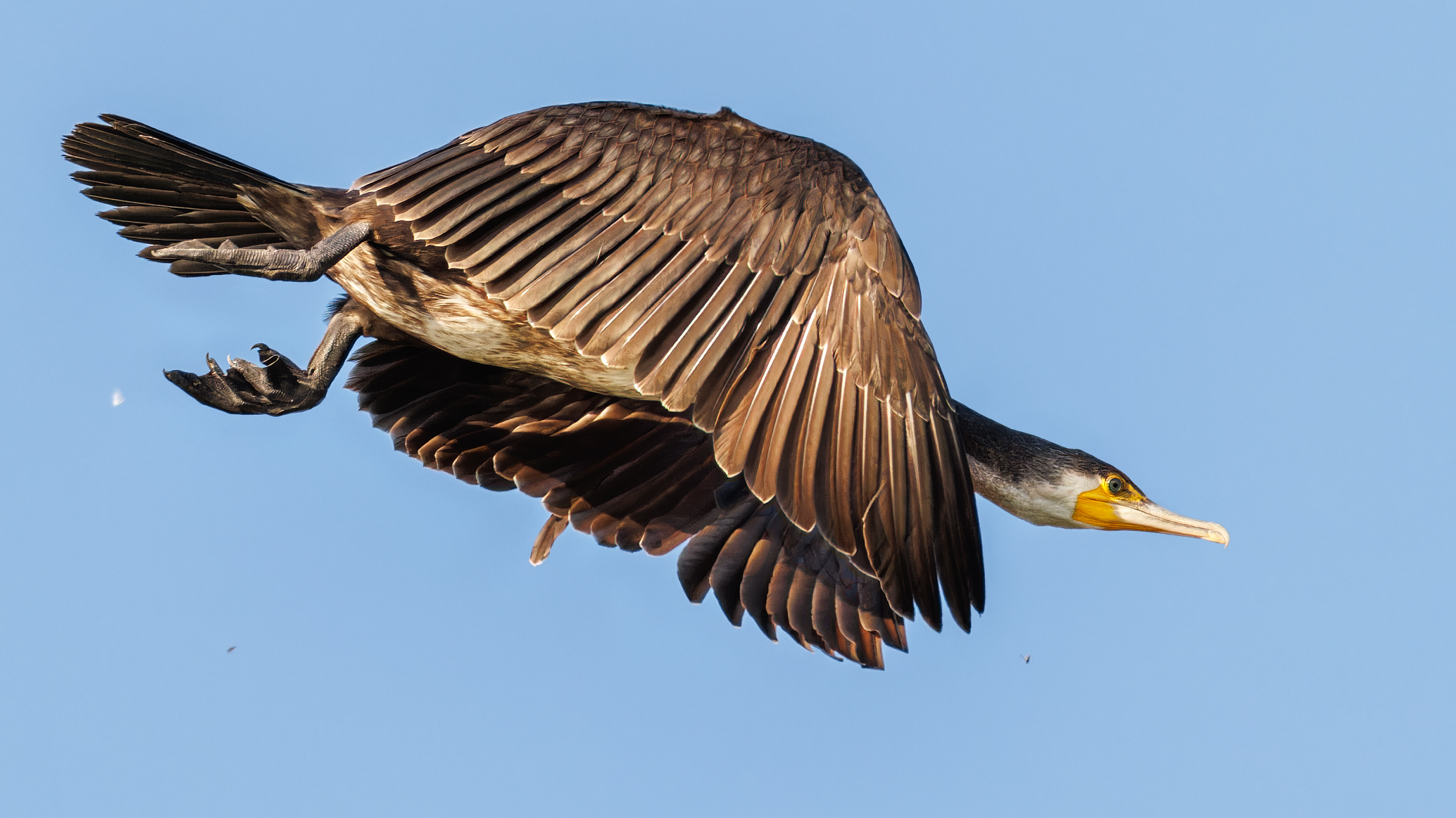 Cormorano