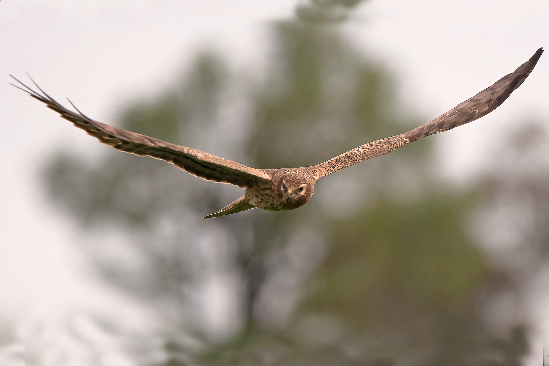 marsh harrier