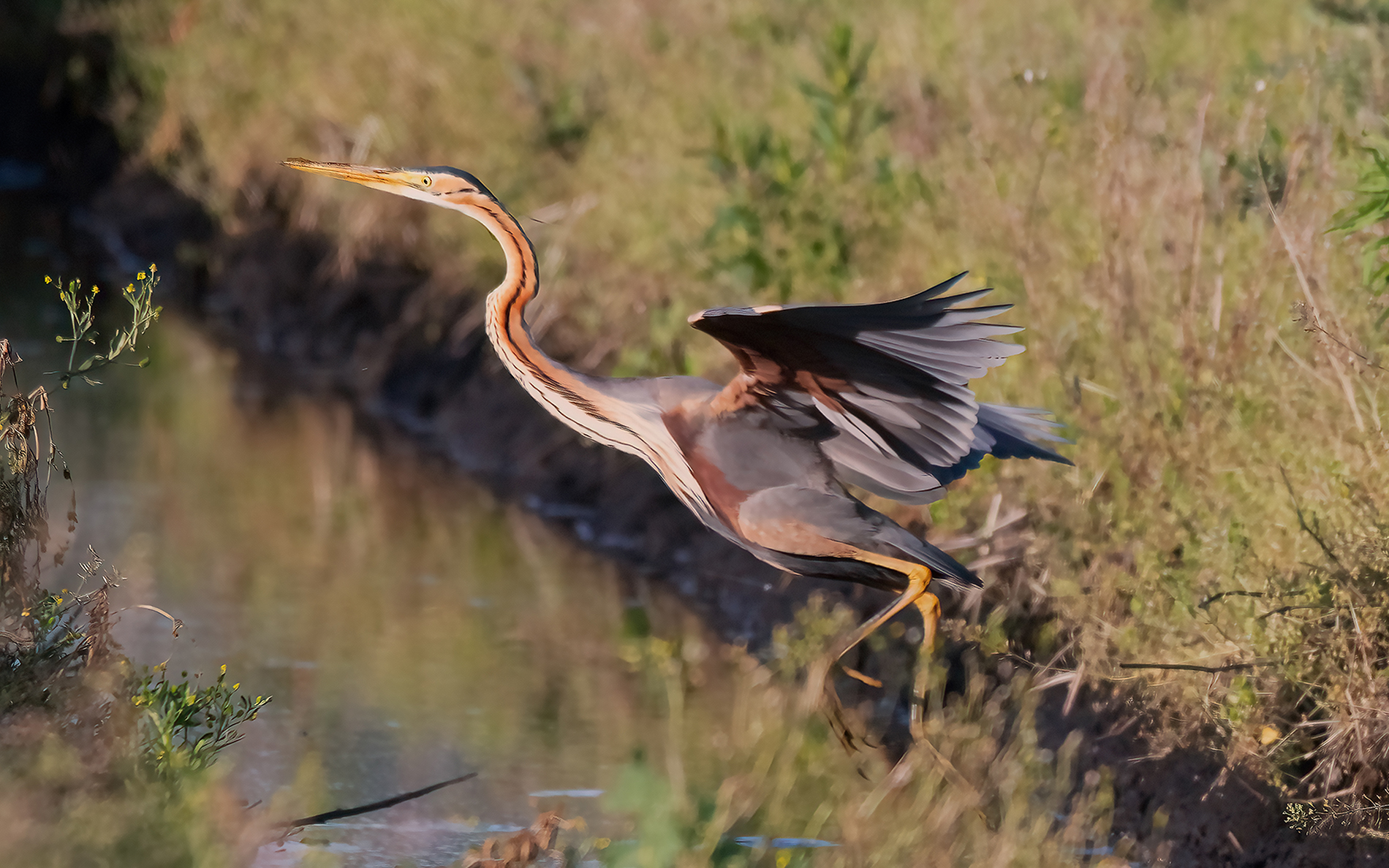 purple heron