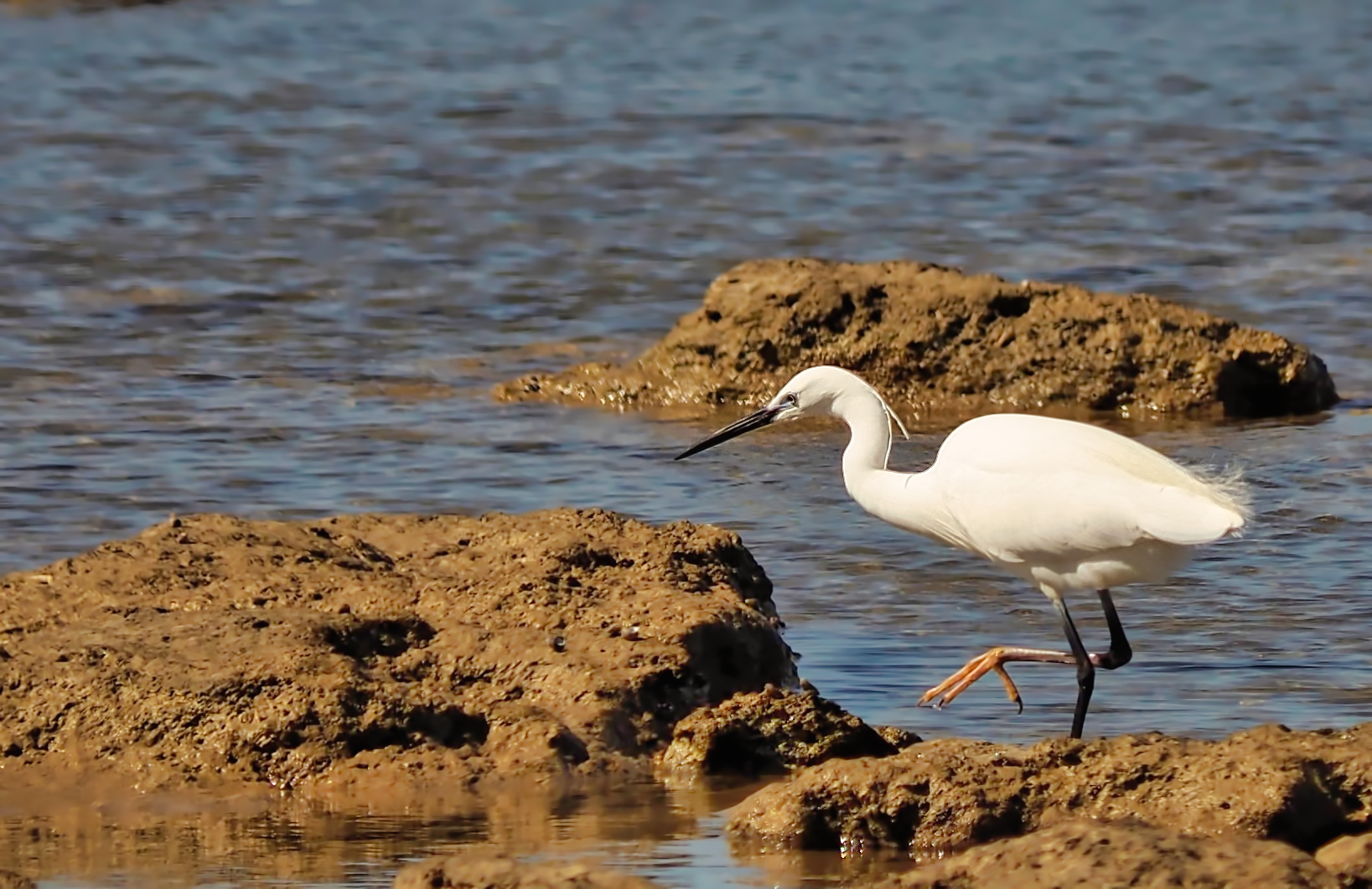 Garzetta (Egretta garzetta)