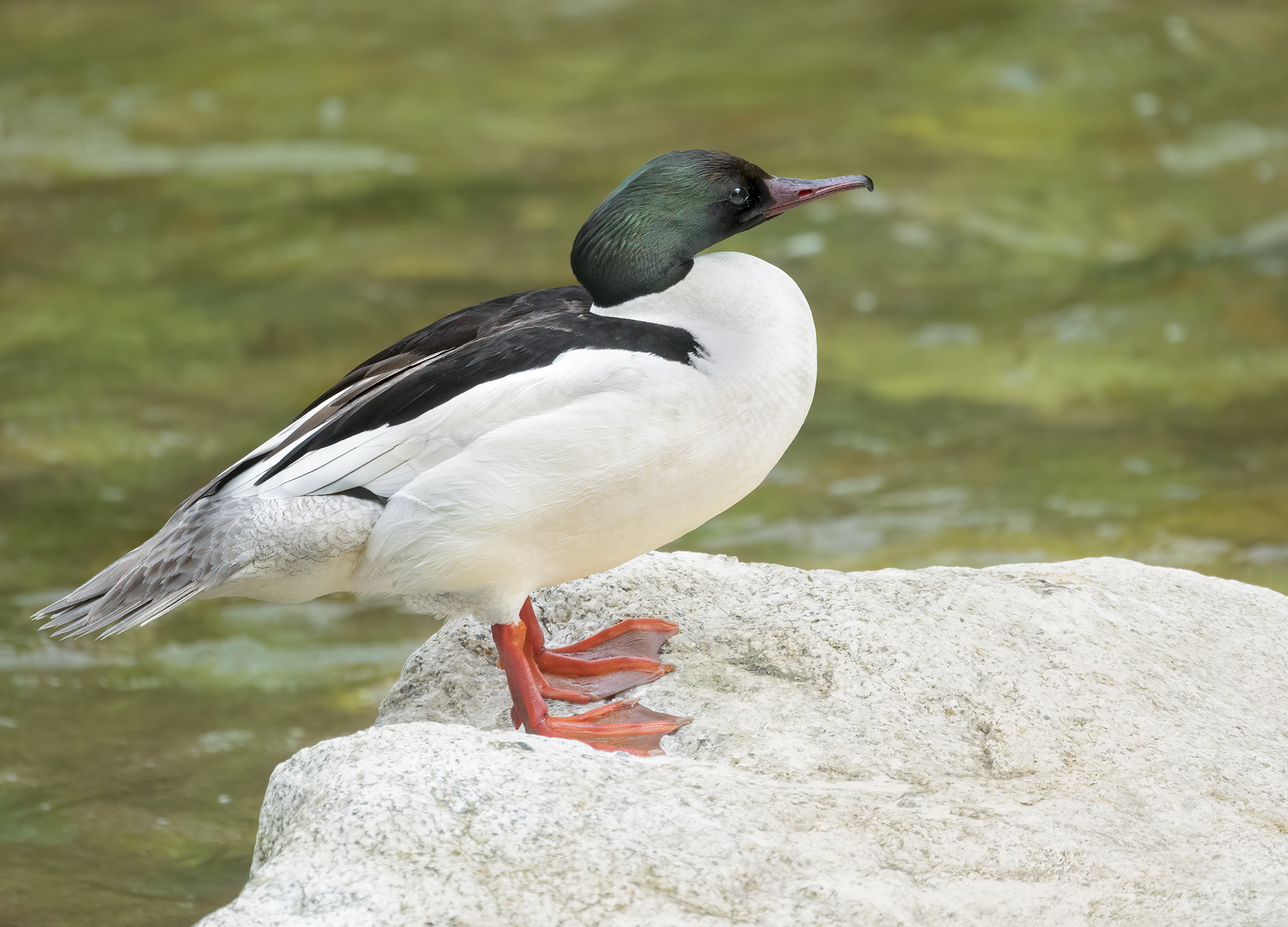 smergo da torrente