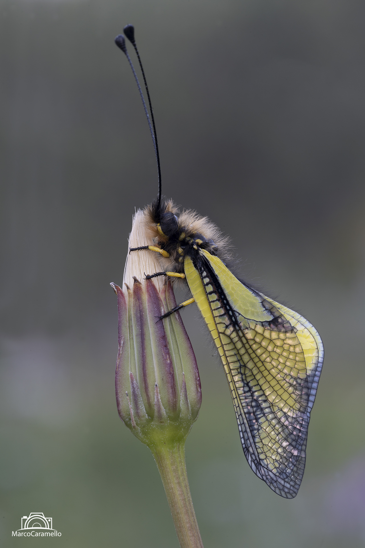 libelloides